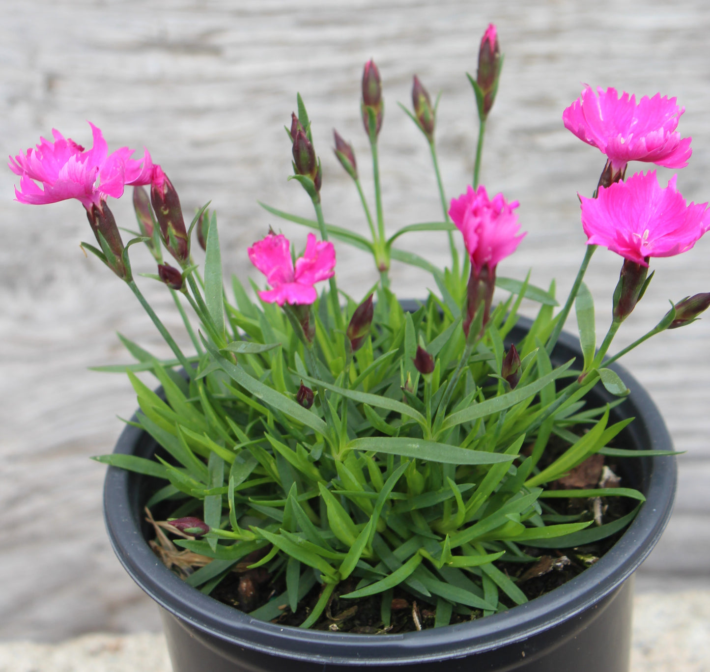 Dianthus Kahori quart