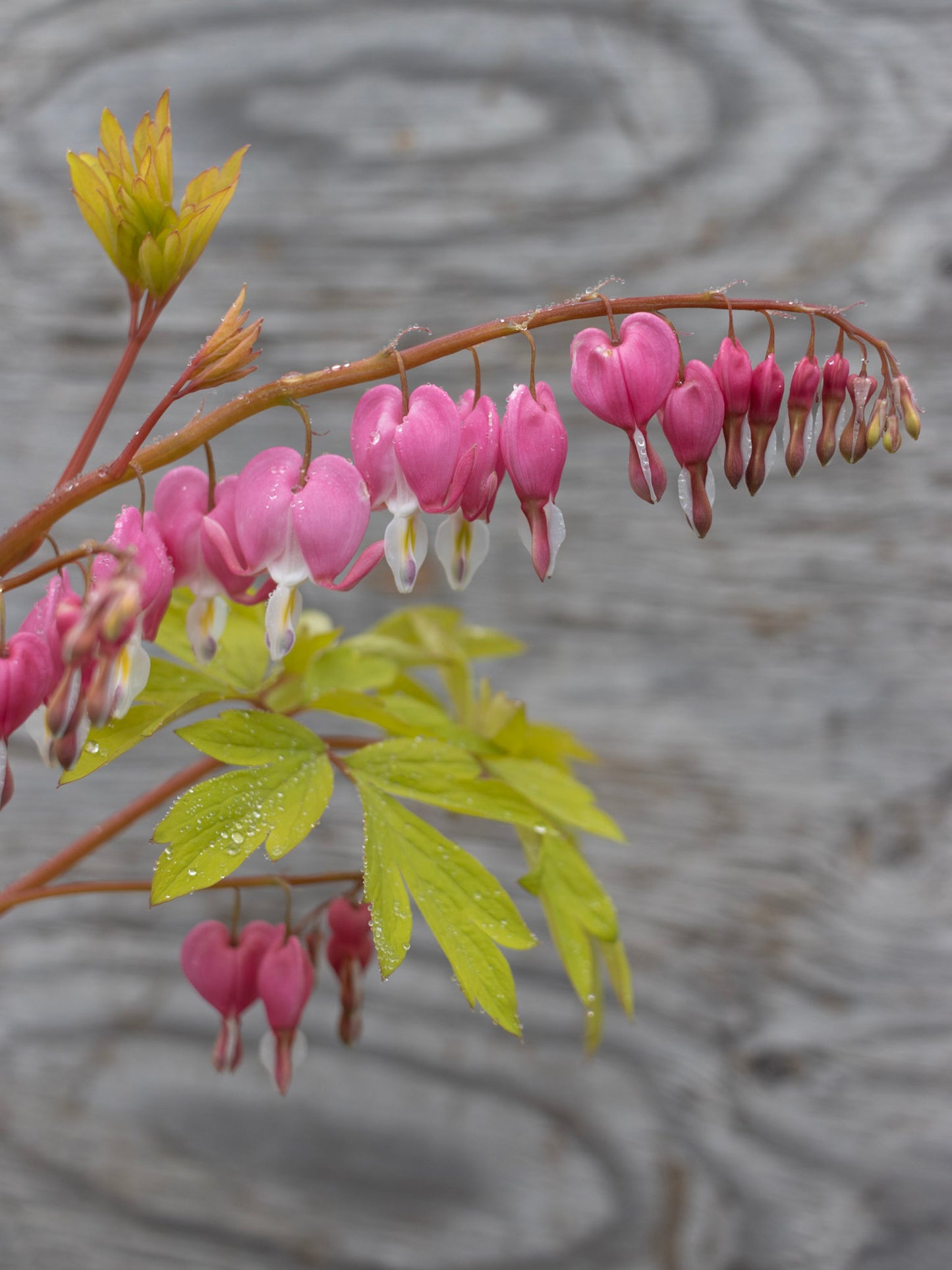 DICENTRA spectabilis Gold Heart 1g