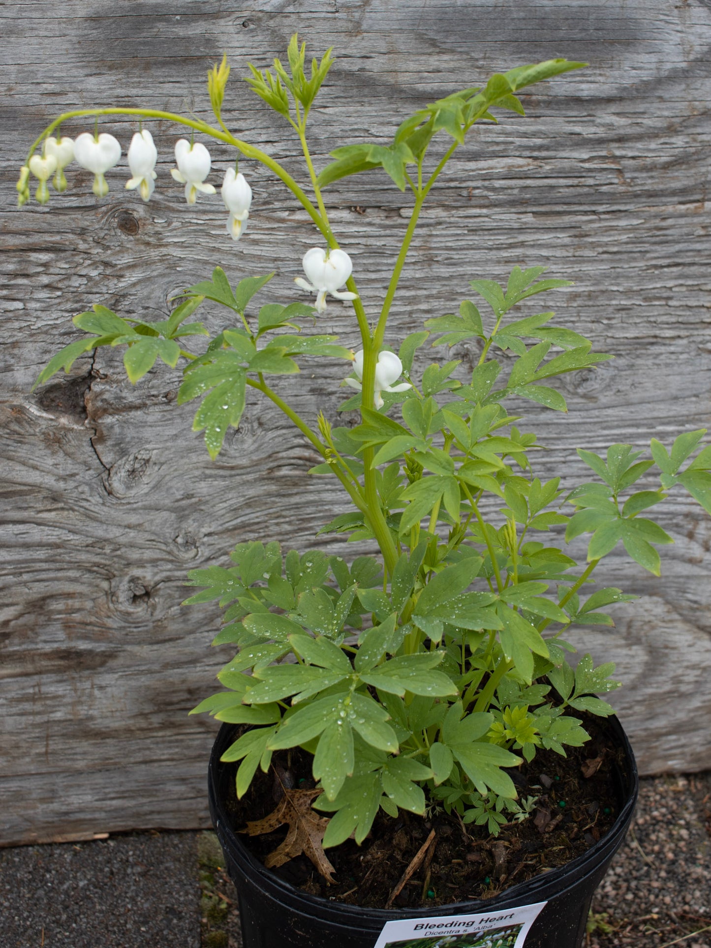 DICENTRA spectabilis Alba 1g