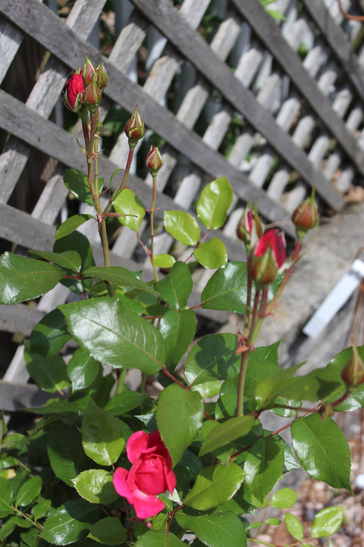 ROSA EE `GRANDMAS BLESSING 2g