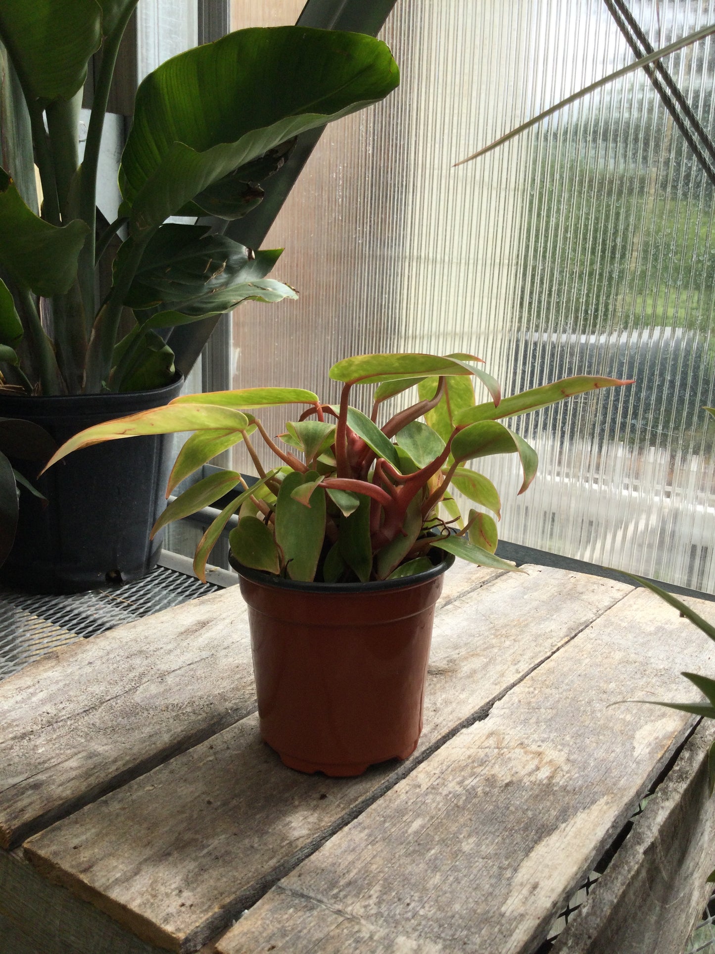 philodendron Painted Lady 4"