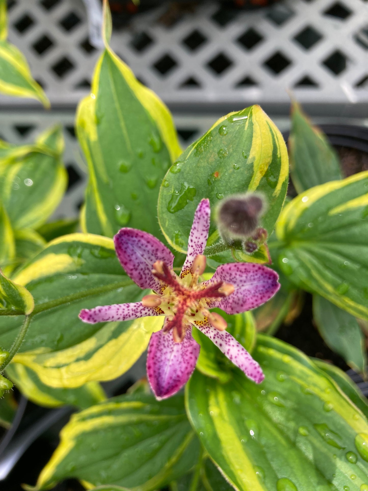 Tricyrtis f. Samurai 1g