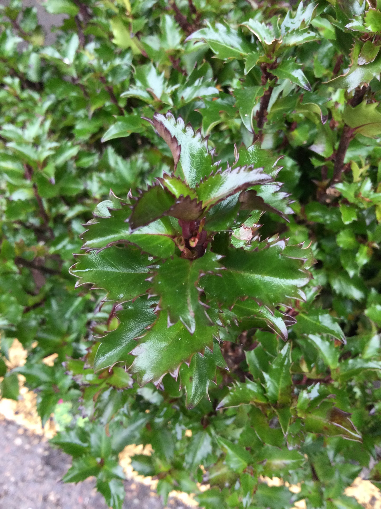 ILEX X MESERVEAE `EMERALD MAGIC 3g