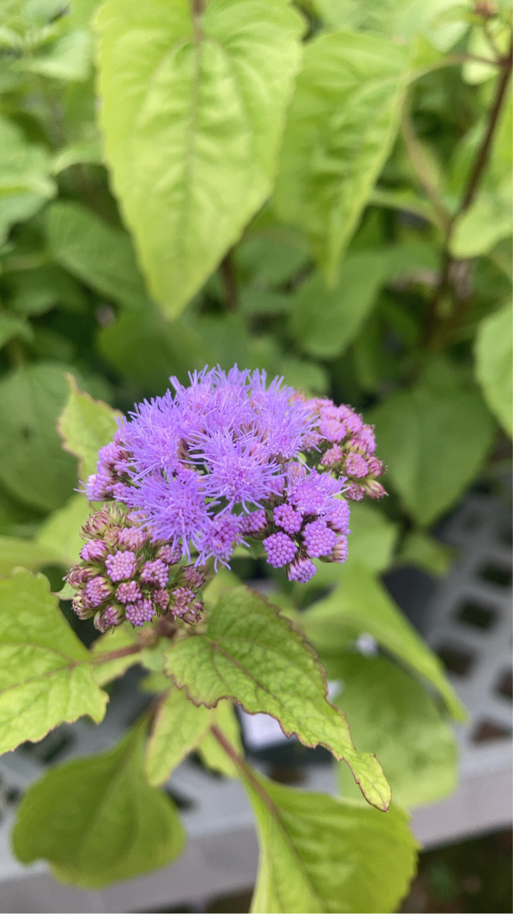 Eupatorium coelestinum 1g