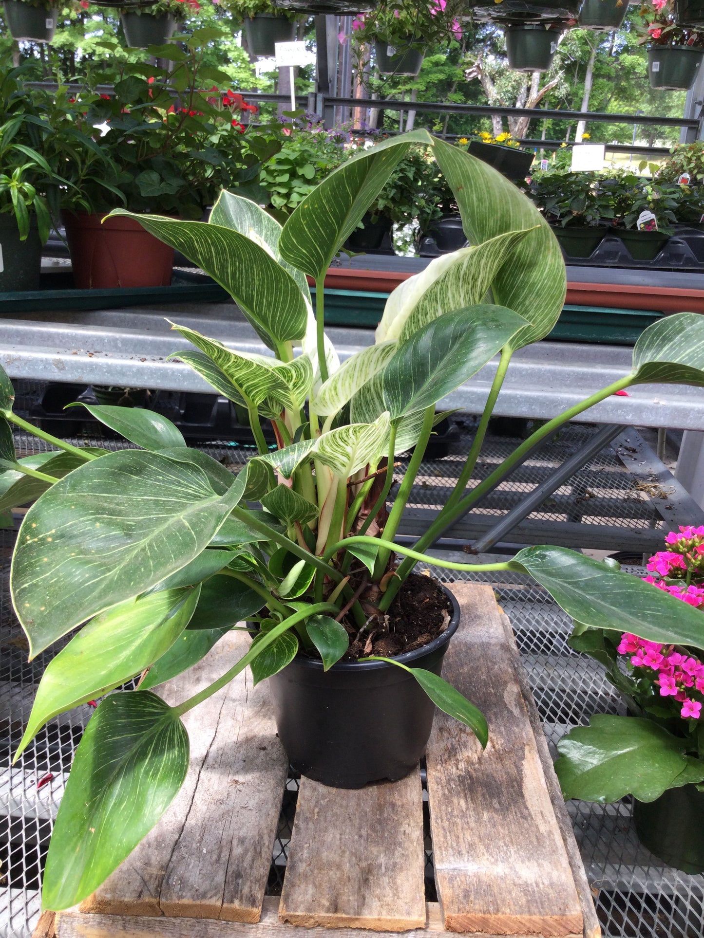6' philodendron birkin