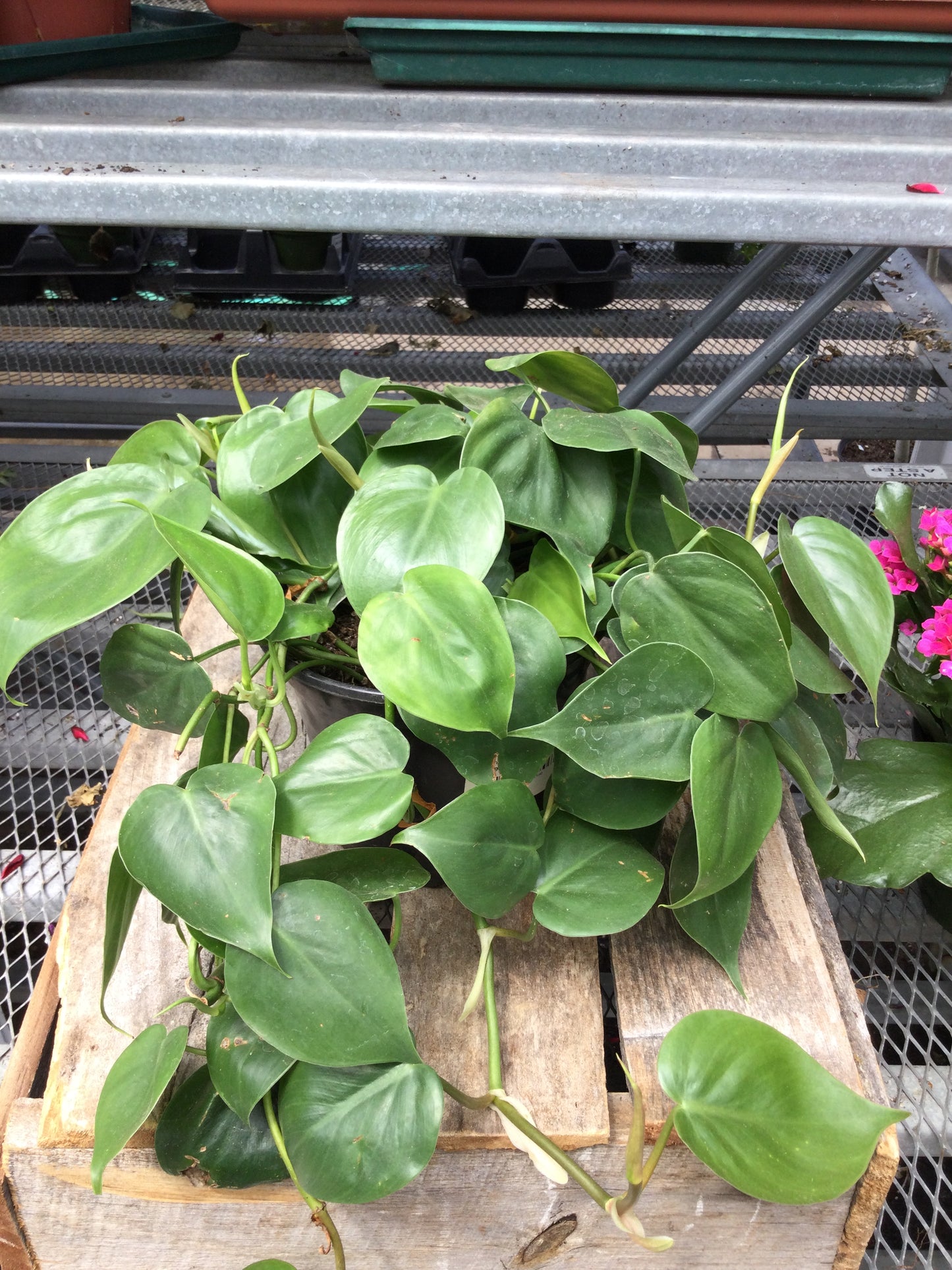 6' philodendron