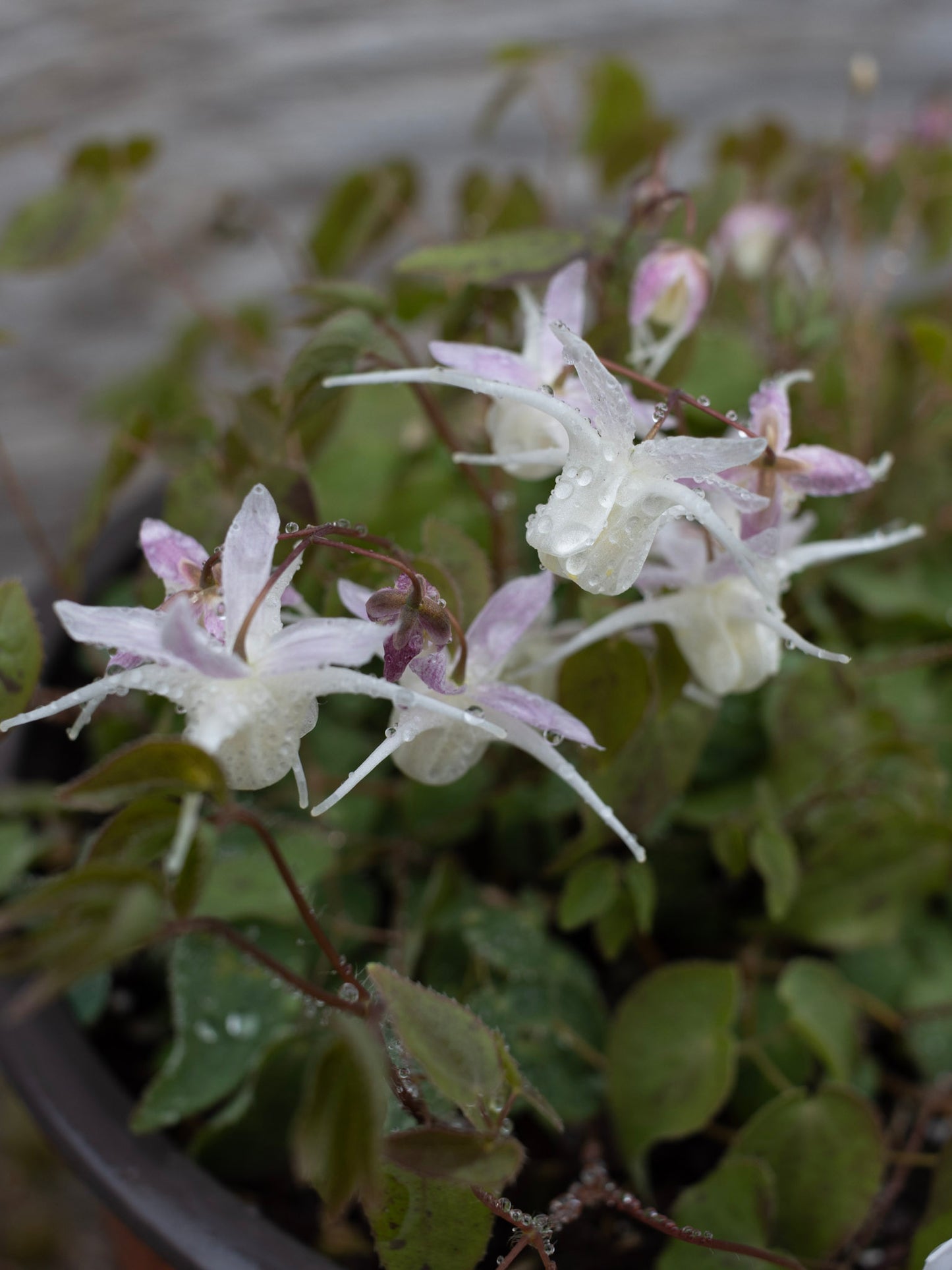 EPIMEDIUM youngianum Freckles 1g