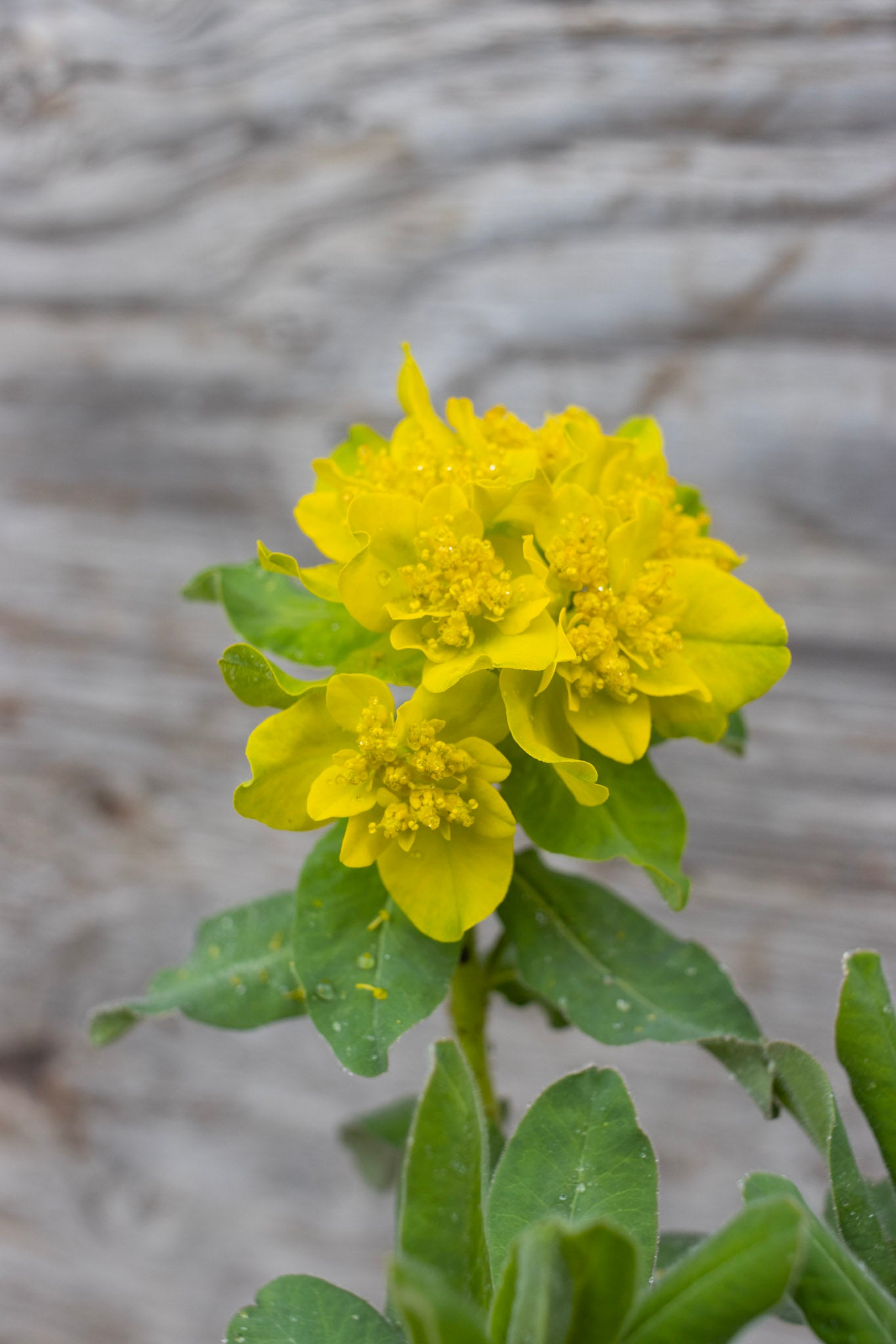 EUPHORBIA polychroma 1g
