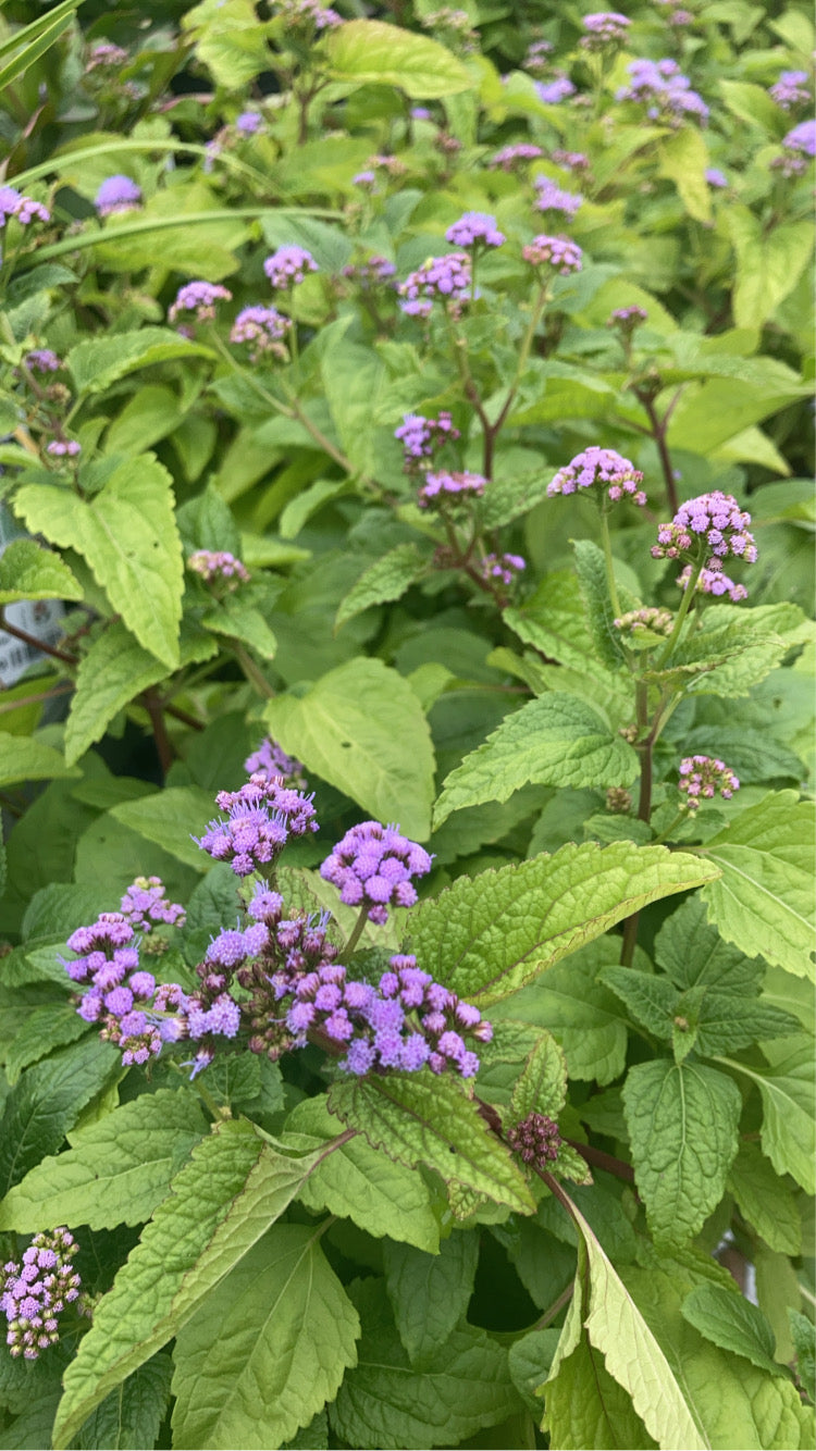 Eupatorium coelestinum 1g