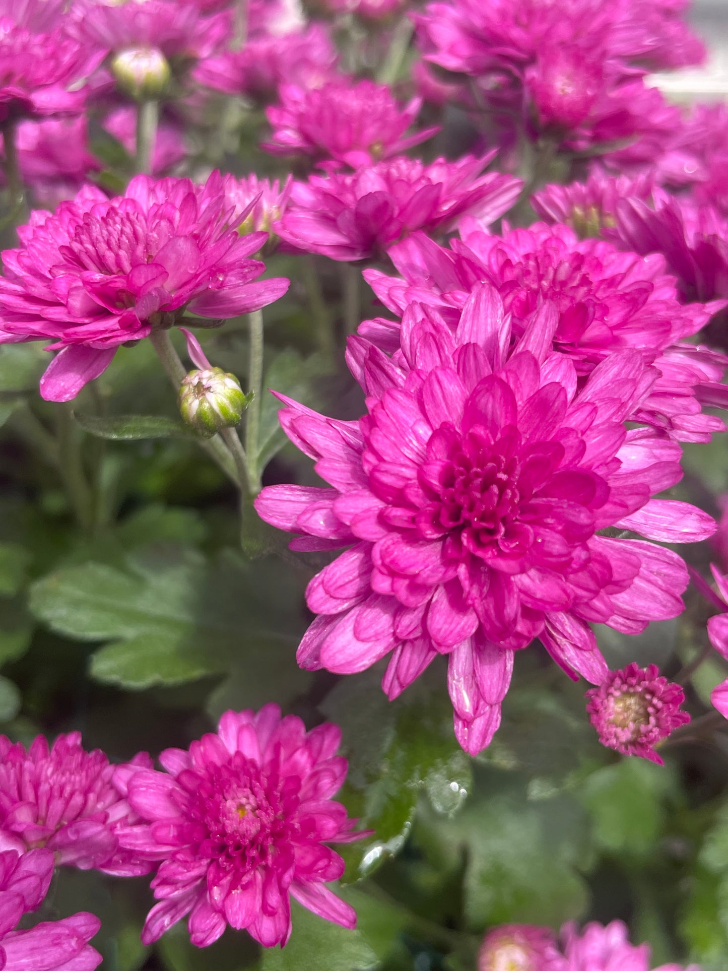 9" Mums