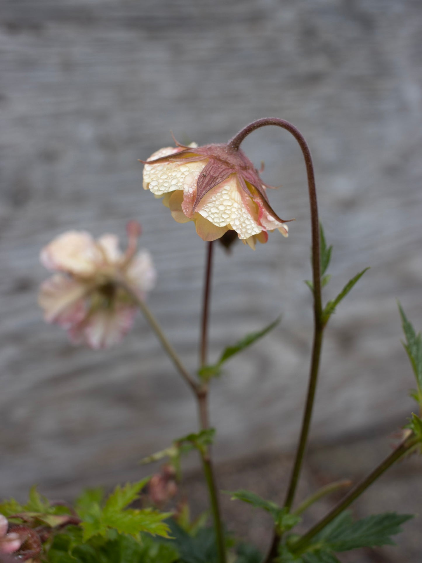 GEUM Petticoats Peach 1g