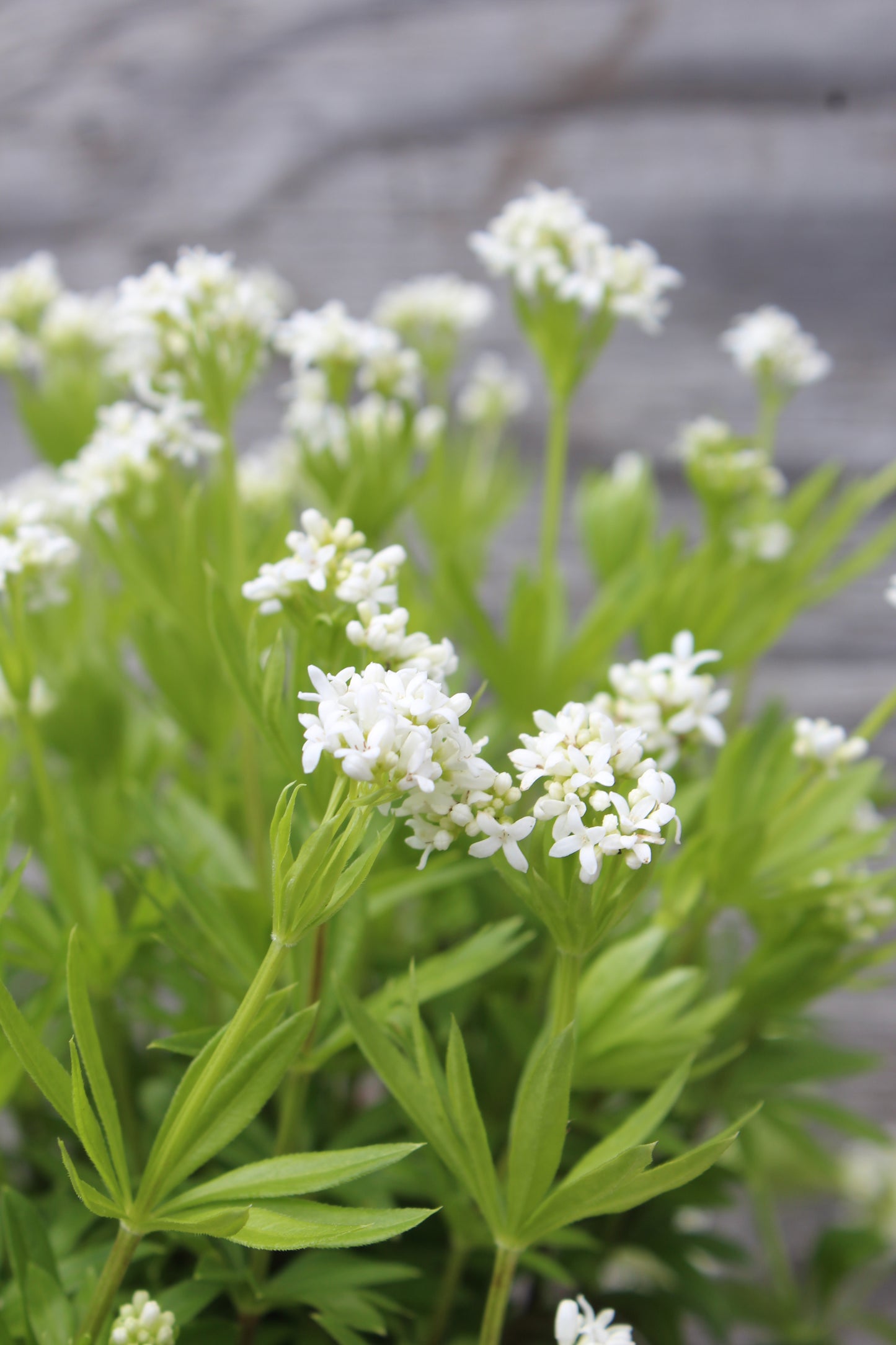 Galium odoratum 3.5'
