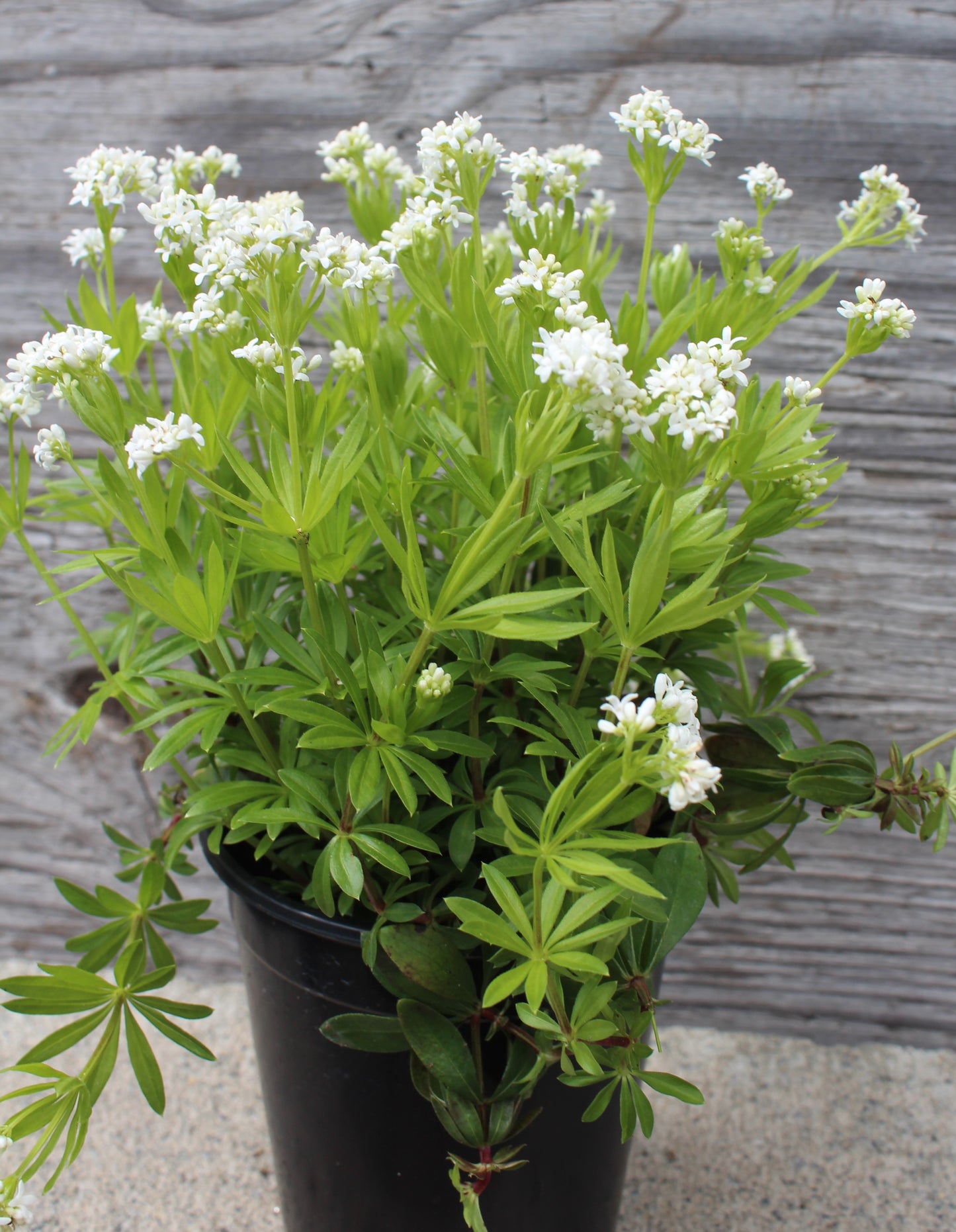 Galium odoratum quart