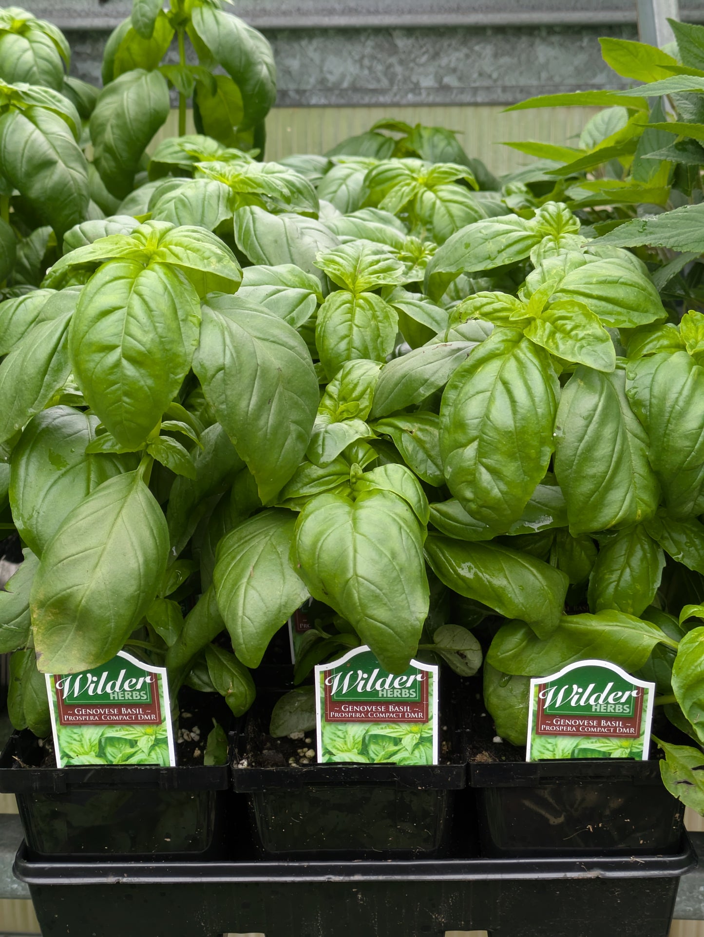 3.5' Basil Genovese