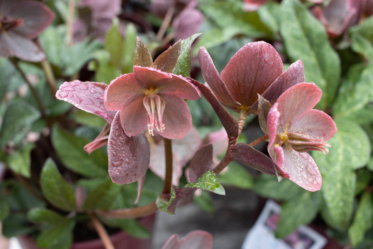 Helleborus Merlin 1g