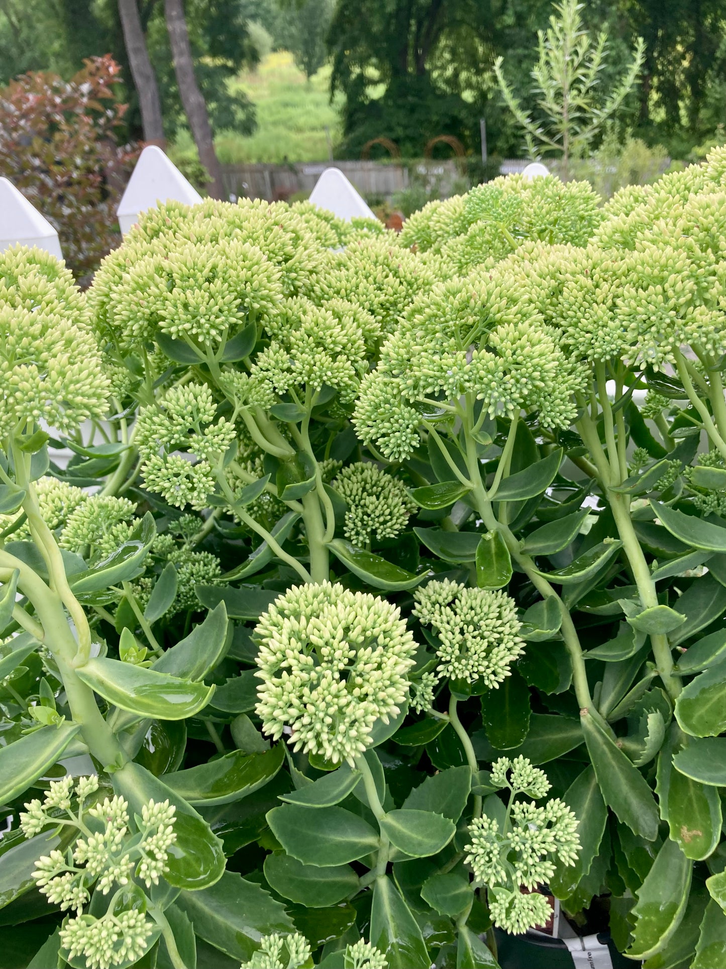Sedum Autumn Fire 1g