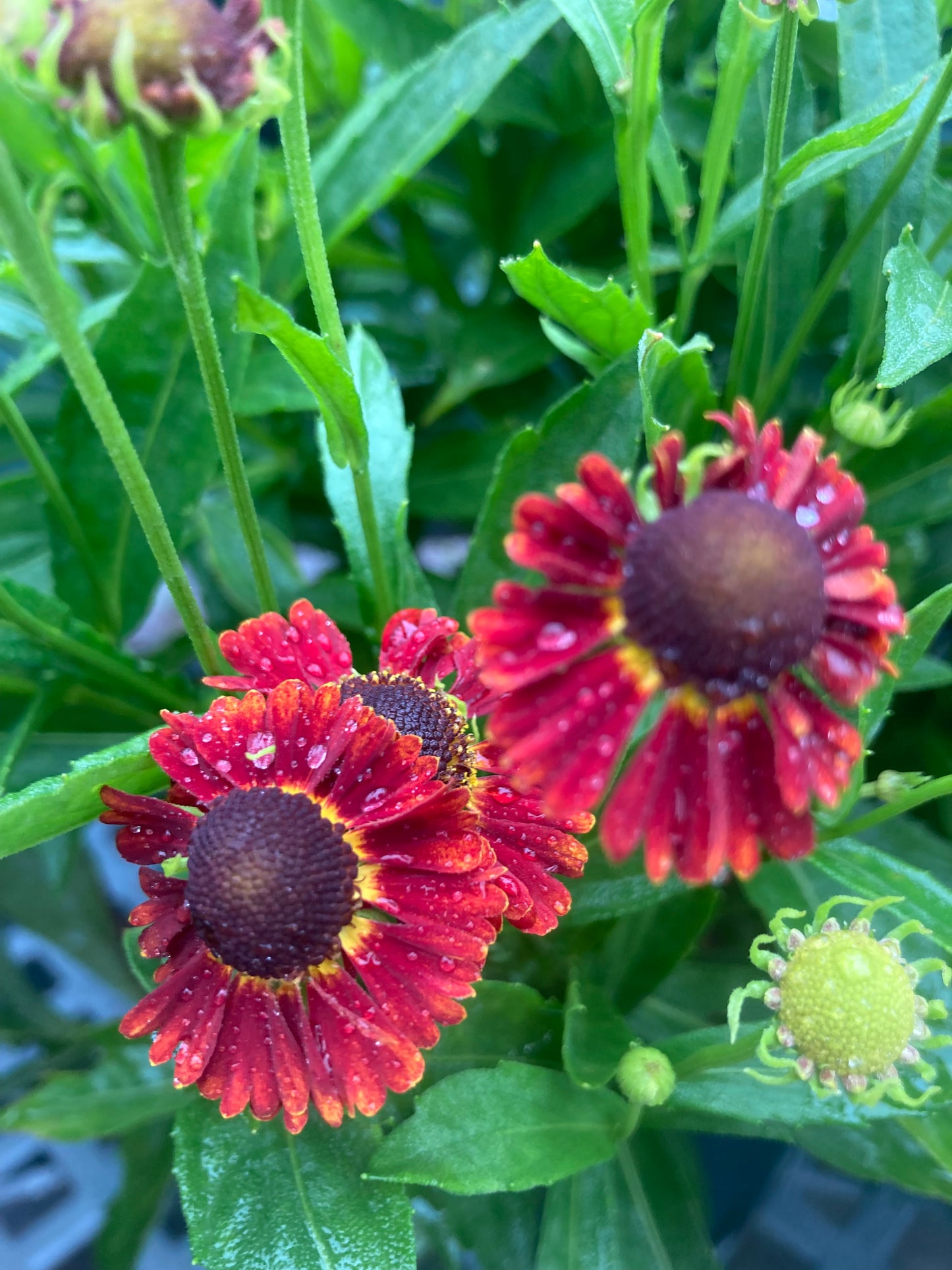 Helenium Salsa 1g