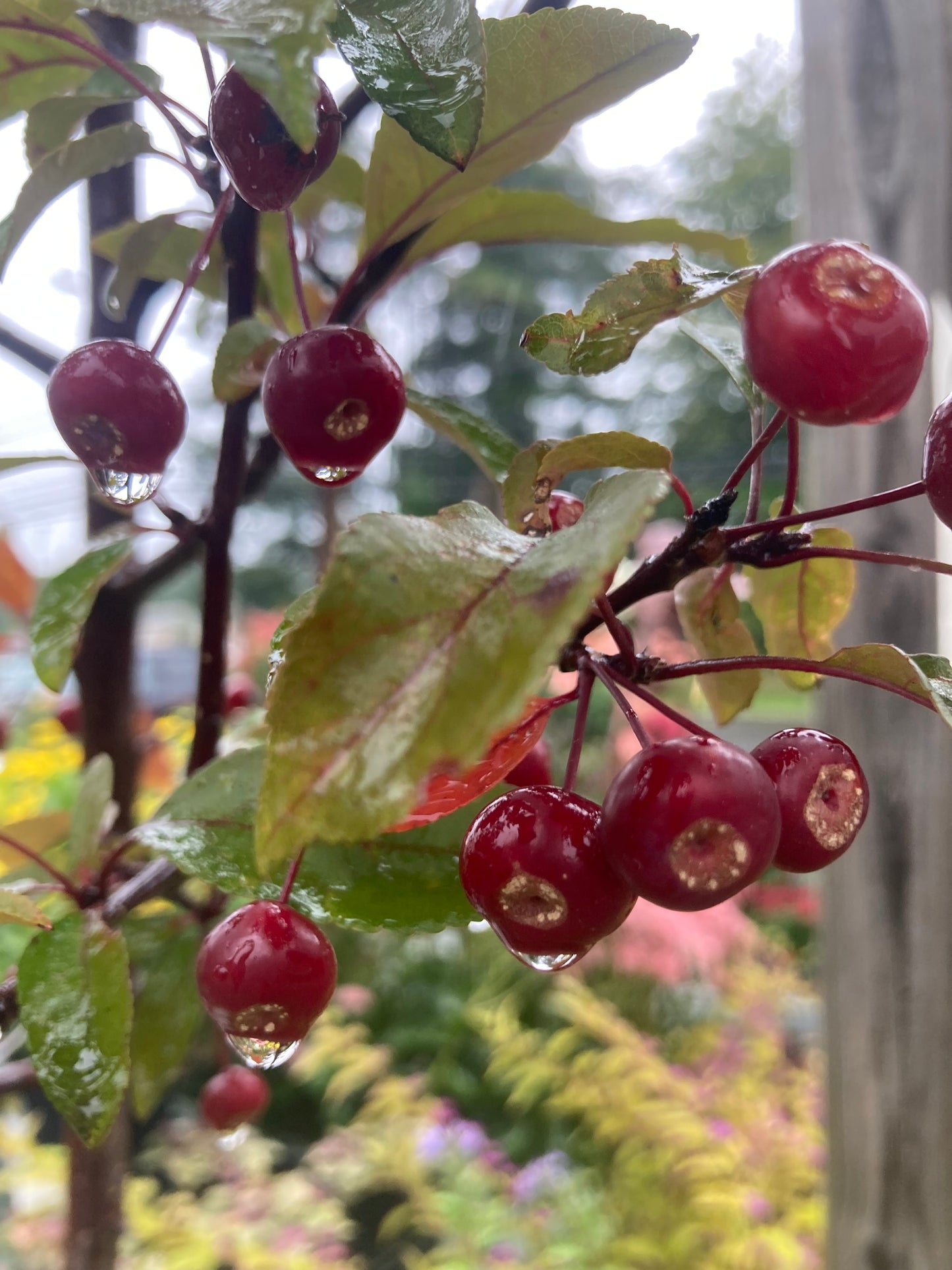 MALUS `SHOW TIME 7g