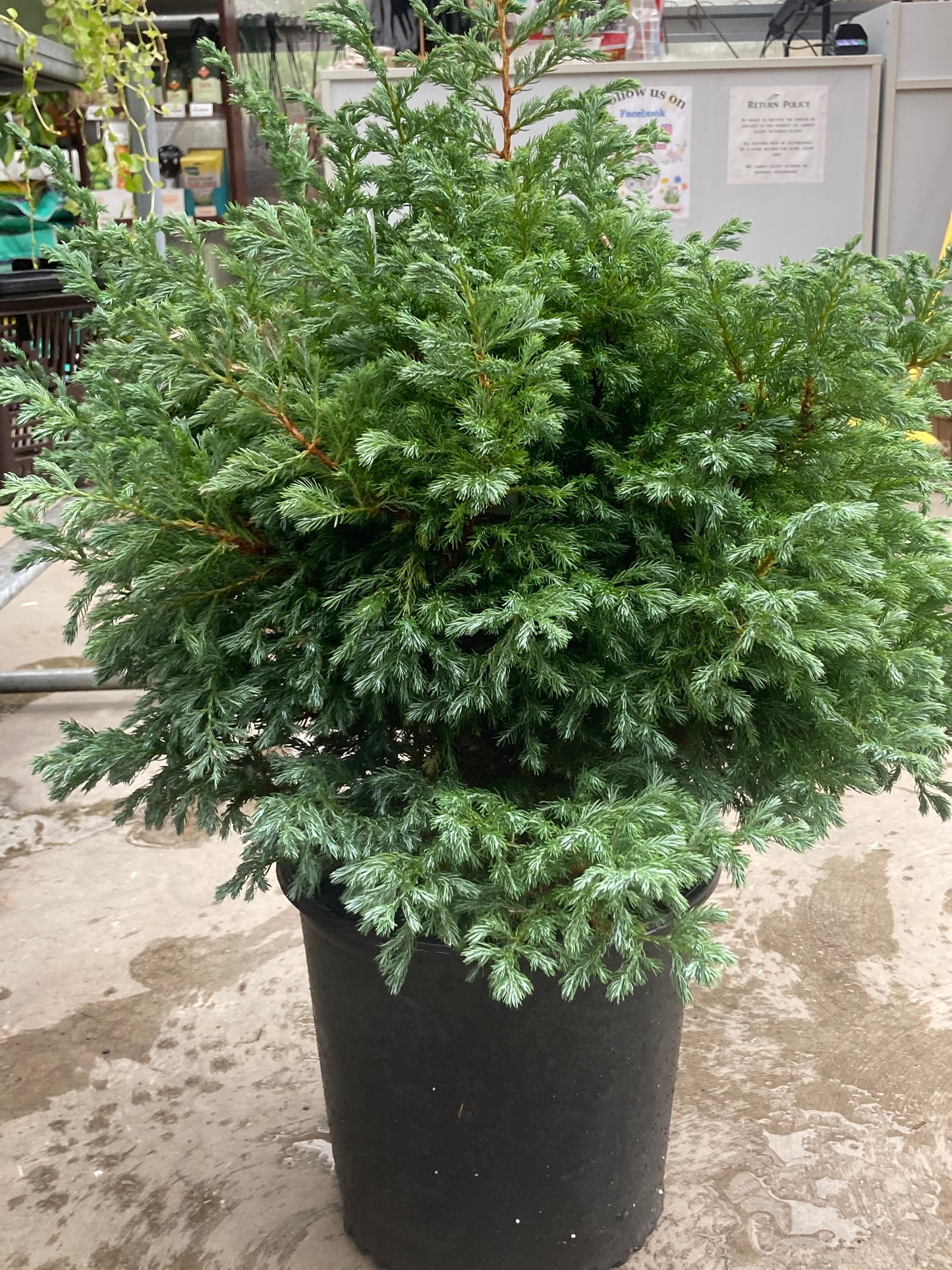 CHAMAECYPARIS PISIFERA BOULEVARD 2g