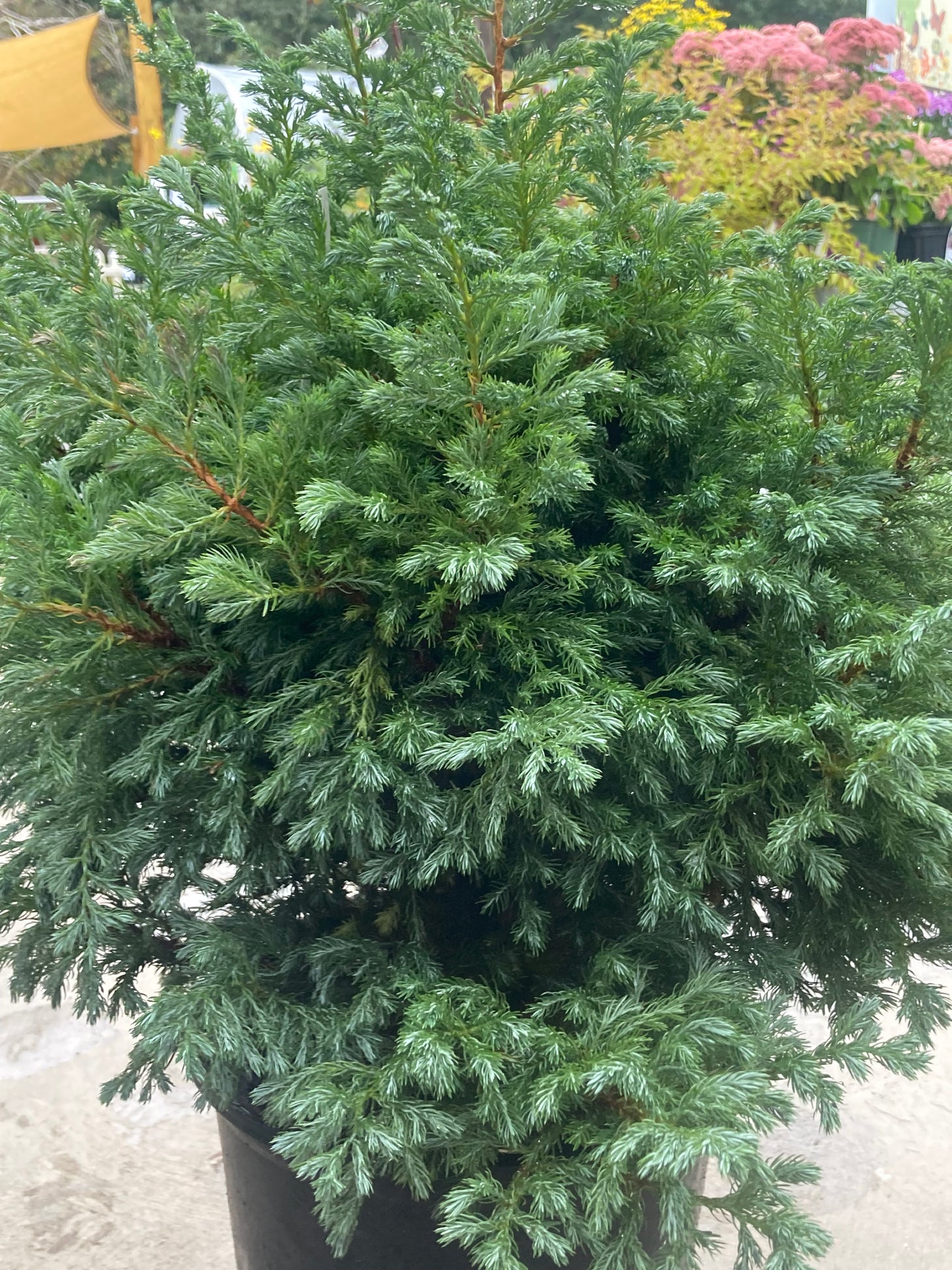 CHAMAECYPARIS PISIFERA BOULEVARD 2g