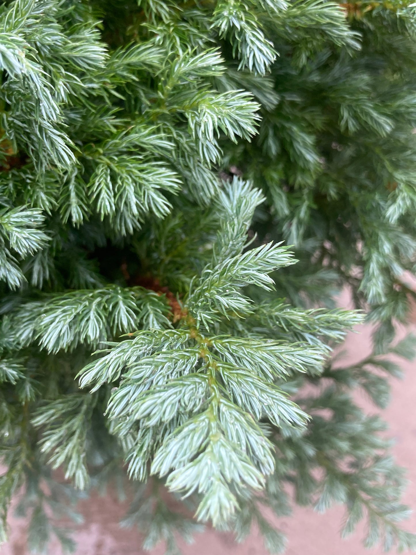 CHAMAECYPARIS PISIFERA BOULEVARD 2g