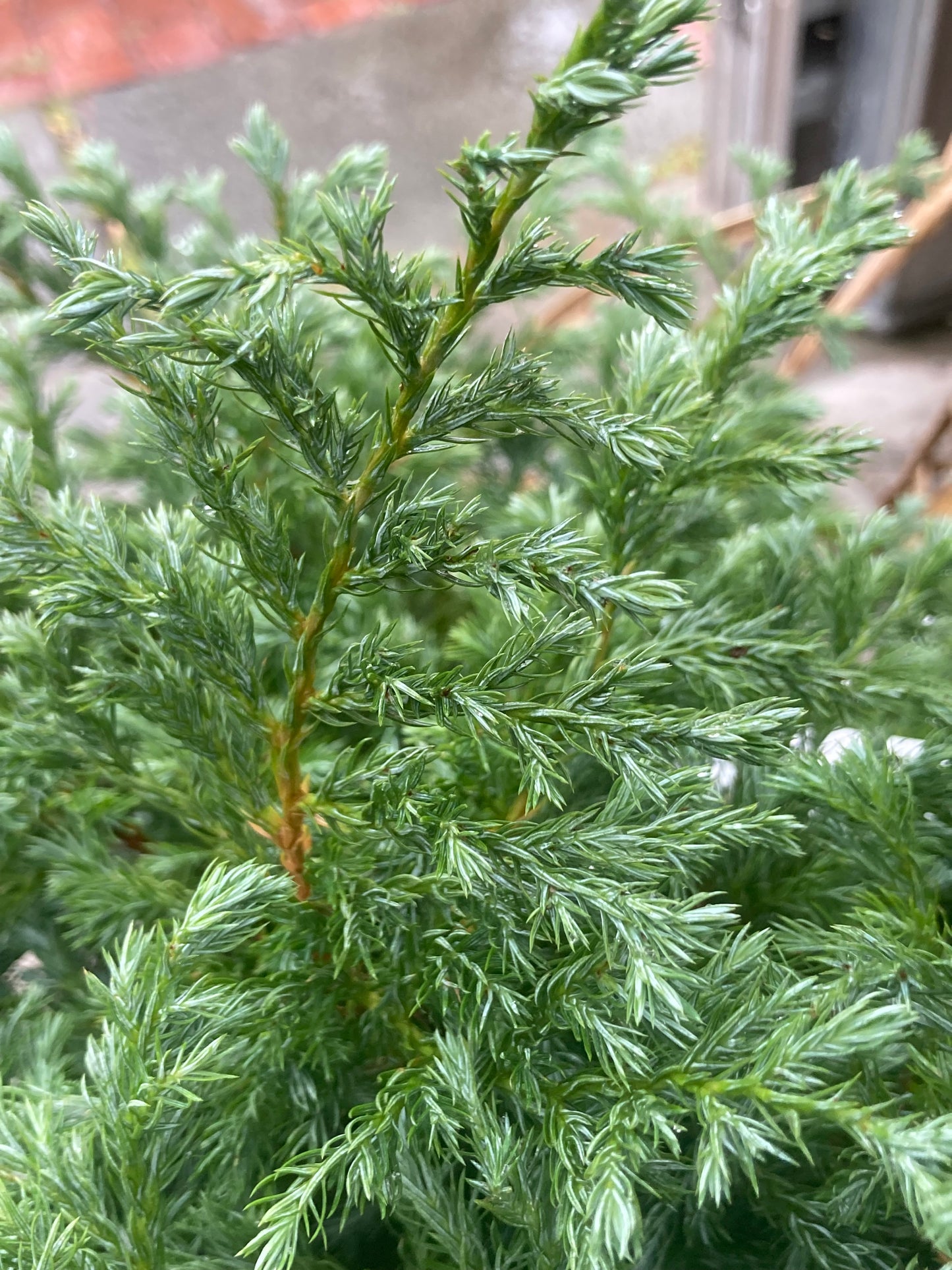 CHAMAECYPARIS PISIFERA BOULEVARD 2g