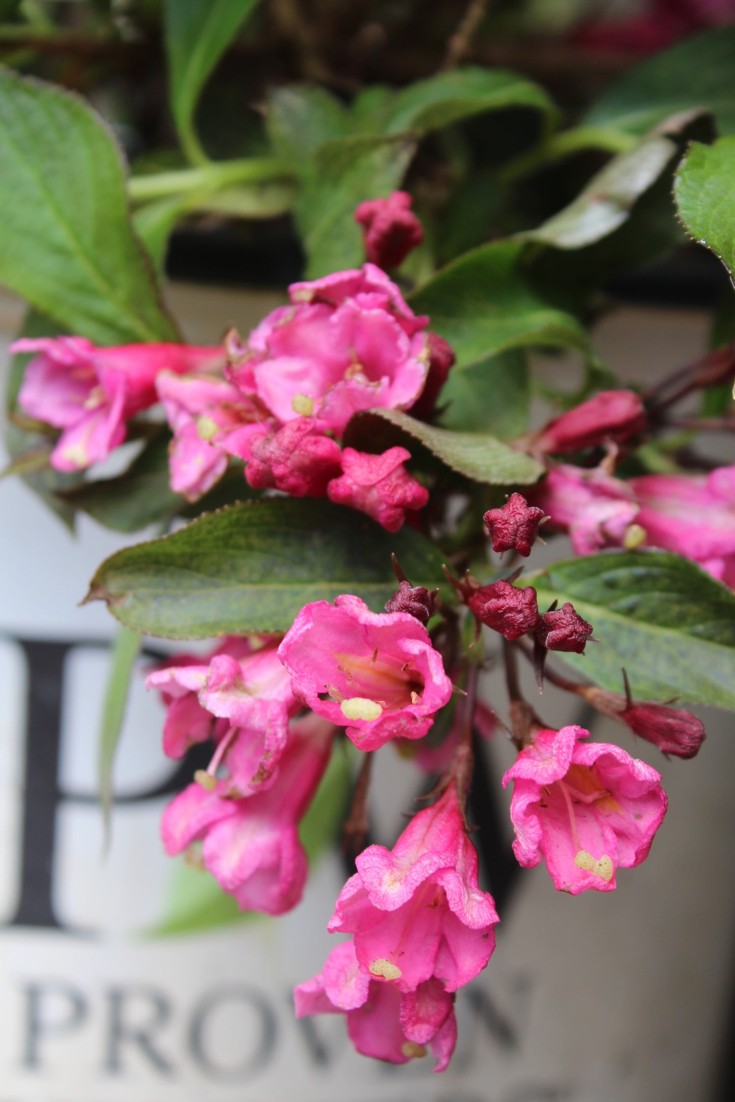 Weigela Fl Spilled Wine 3g