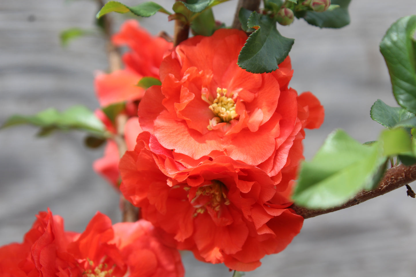 CHAENOMELES `DOUBLE TAKE ORANGE 2g