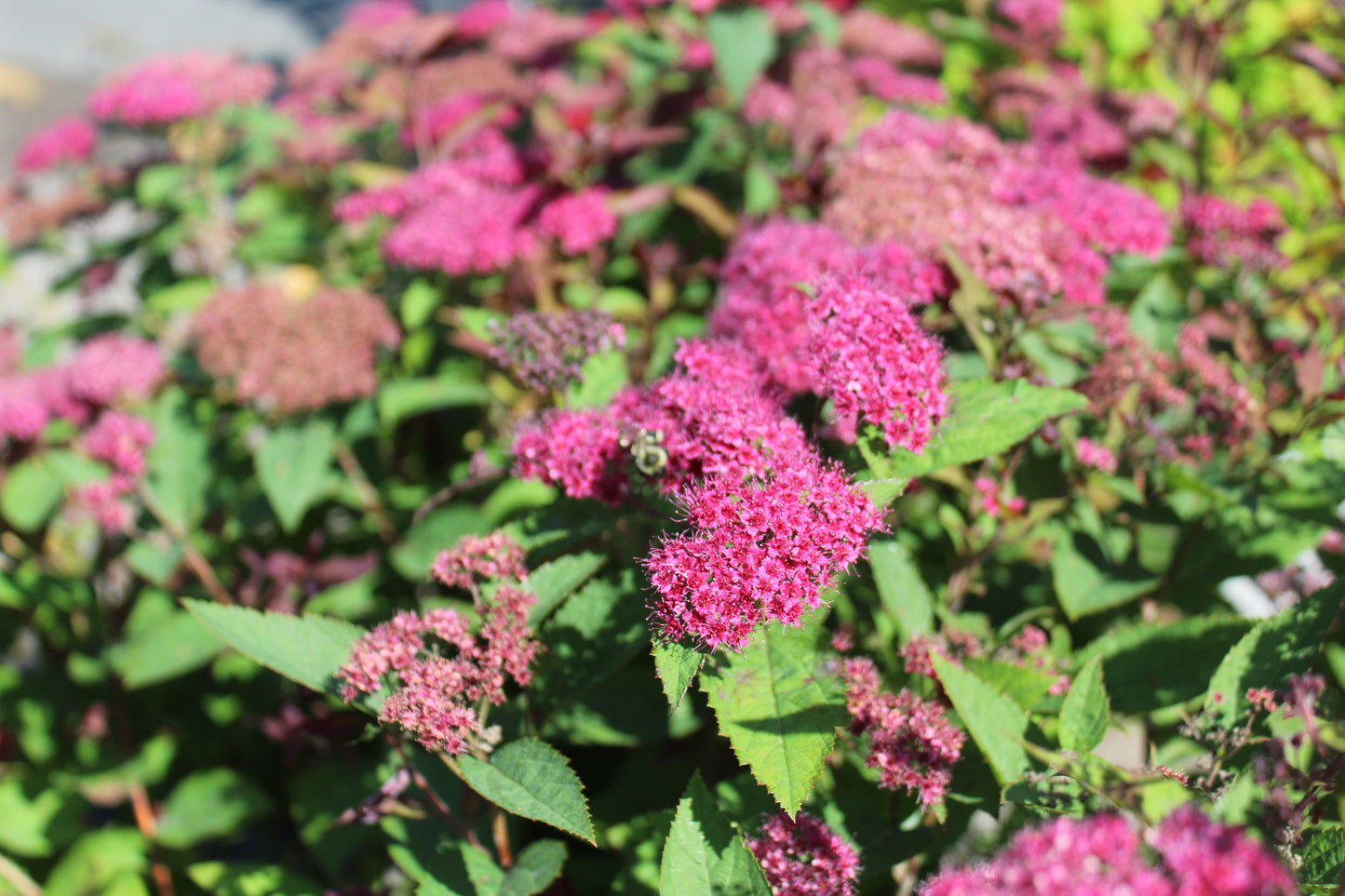 SPIRAEA DOUBLE PLAY RED 3g