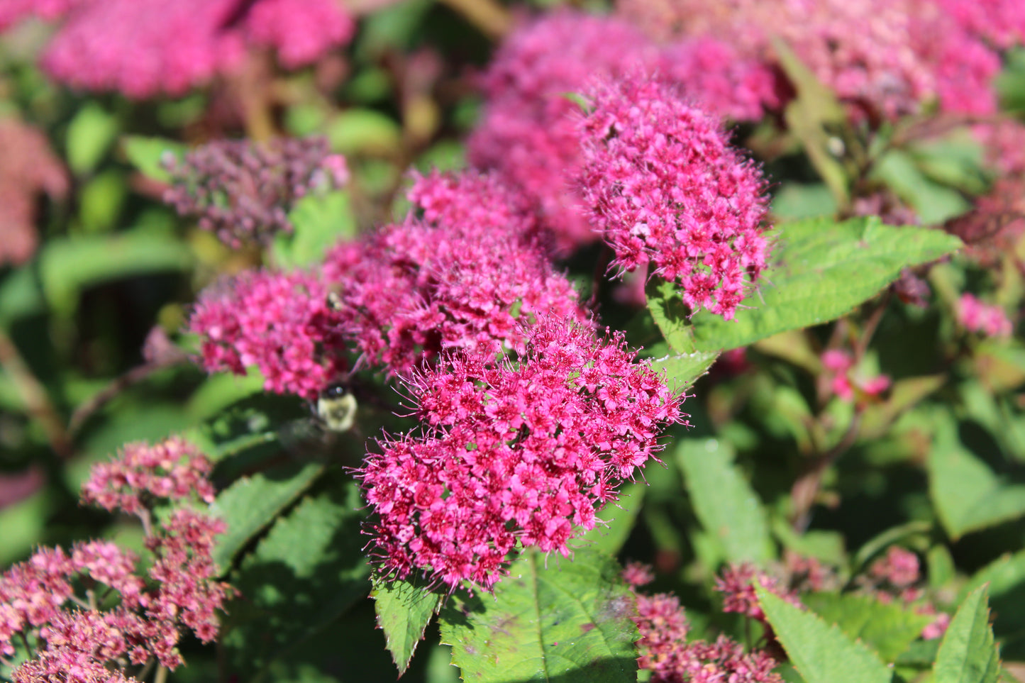 SPIRAEA DOUBLE PLAY RED 3g