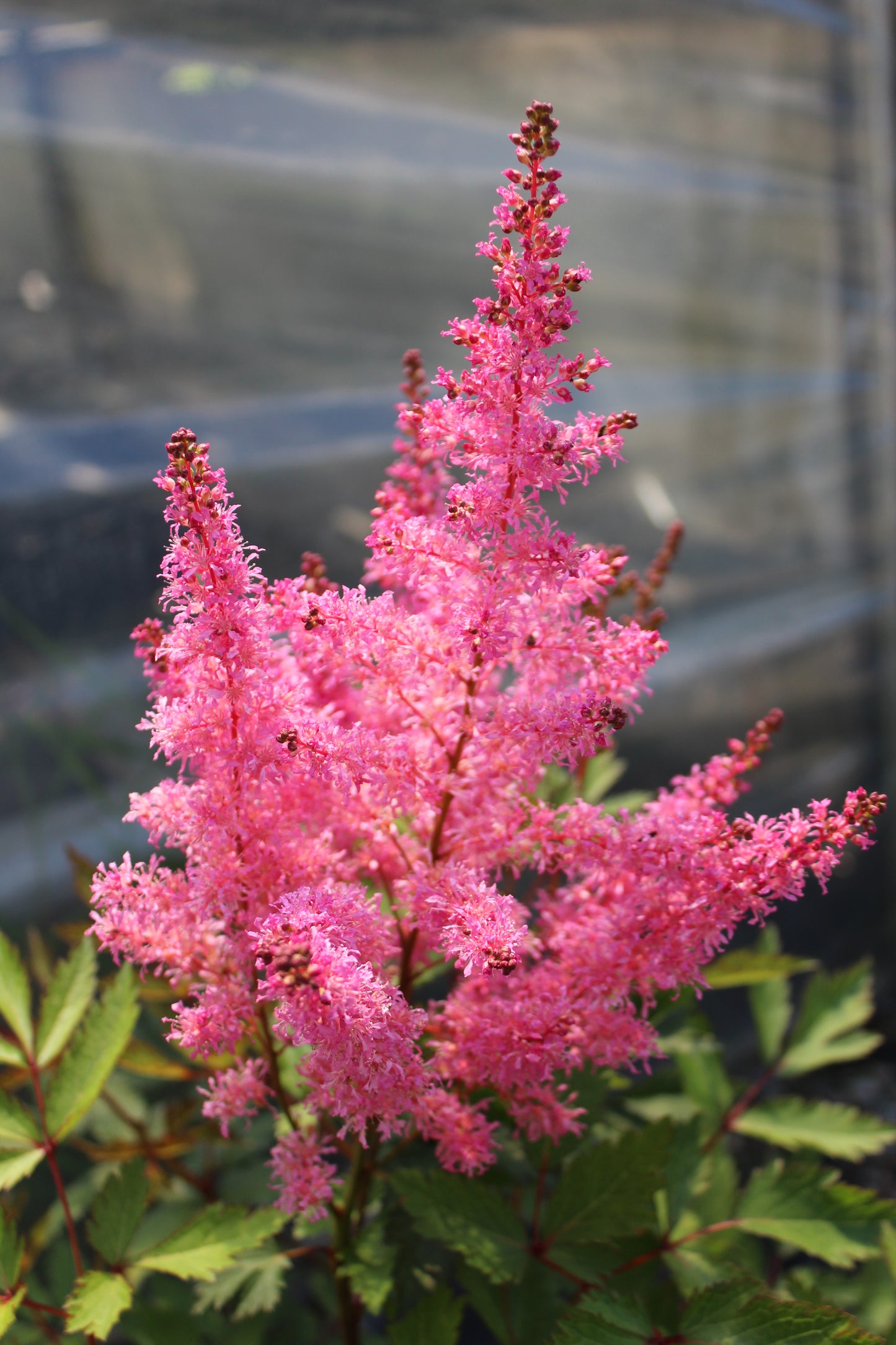 Astilbe Younique Pink 1g