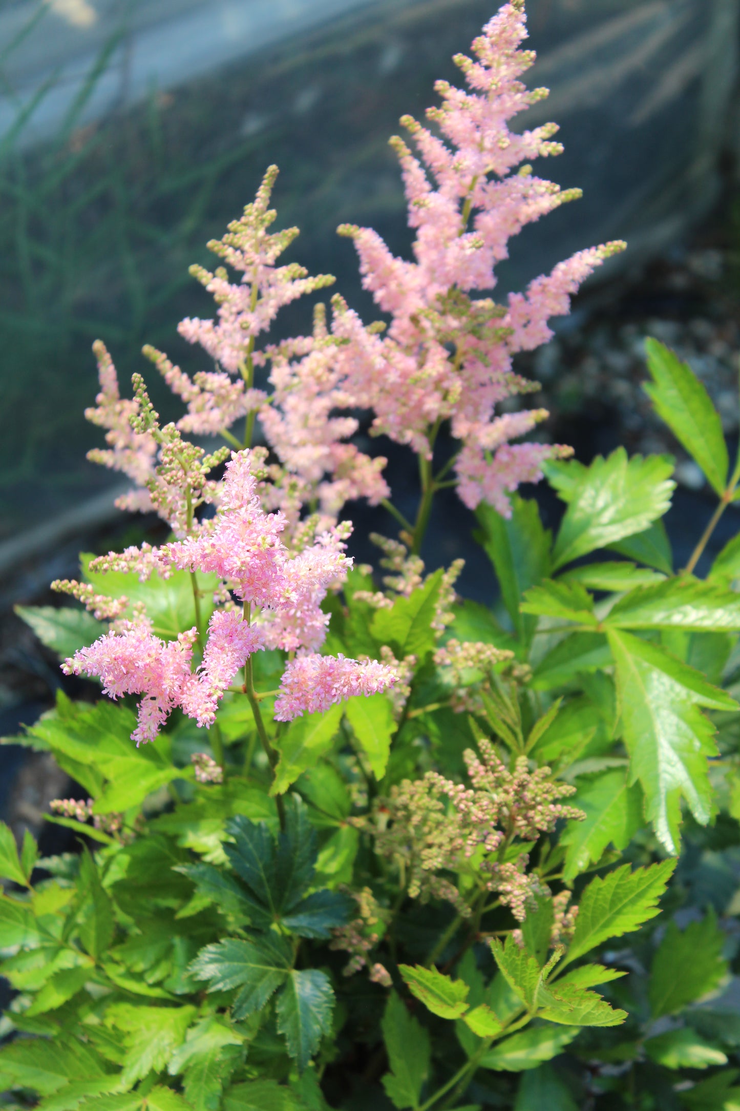 Astilbe Peach Blossom
