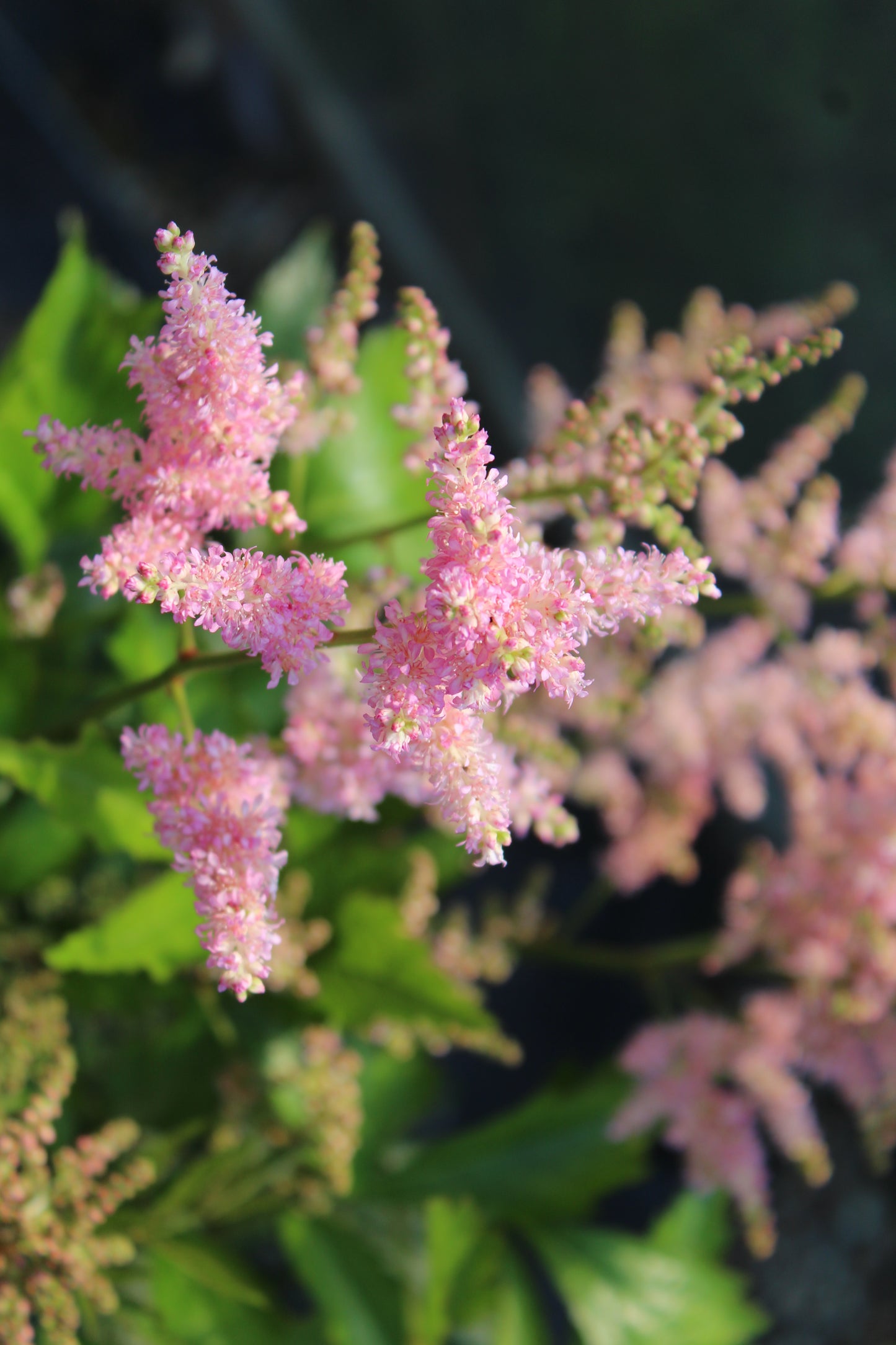Astilbe Peach Blossom