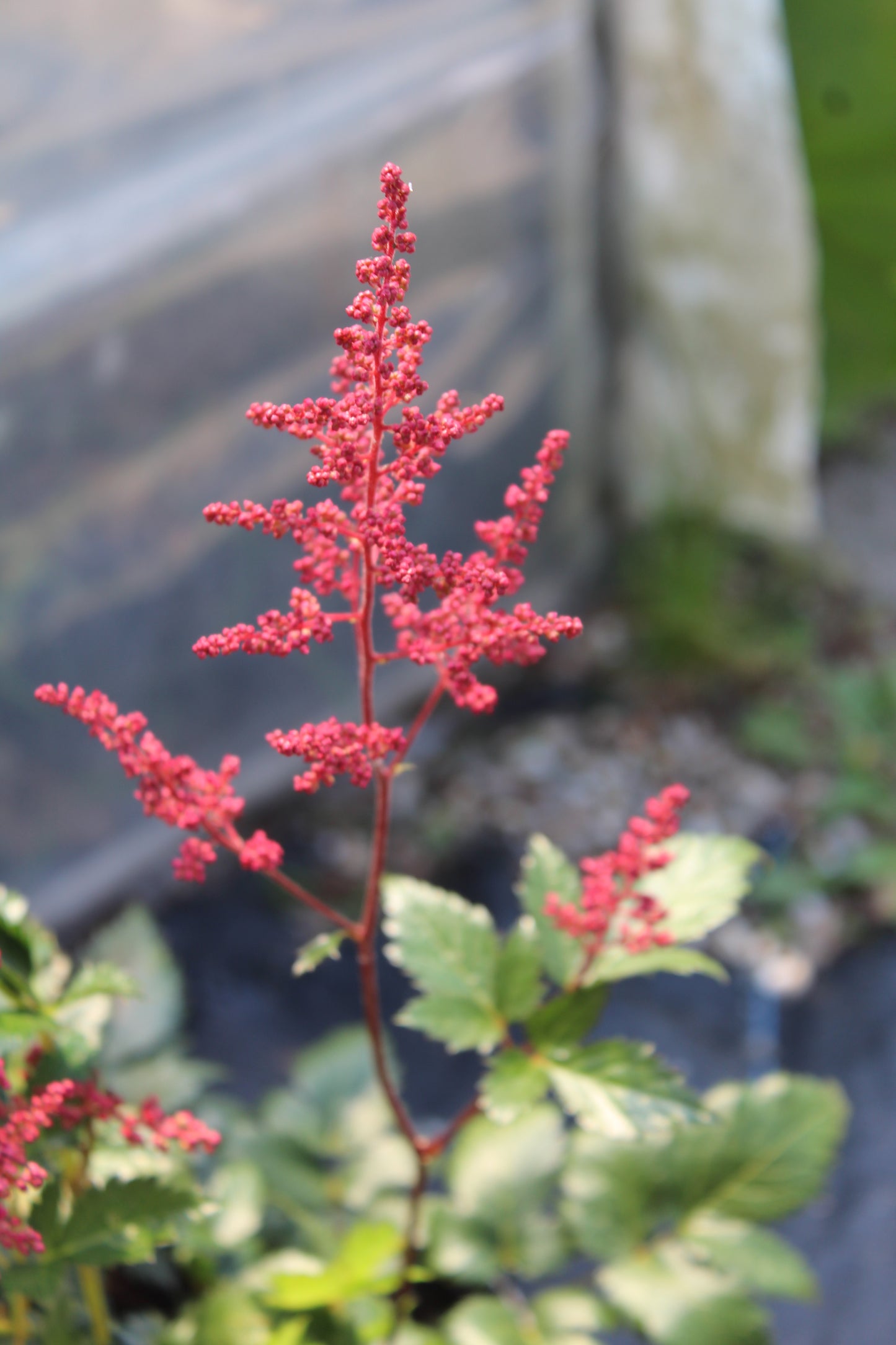 ASTILBE japonica Montgomery 1g