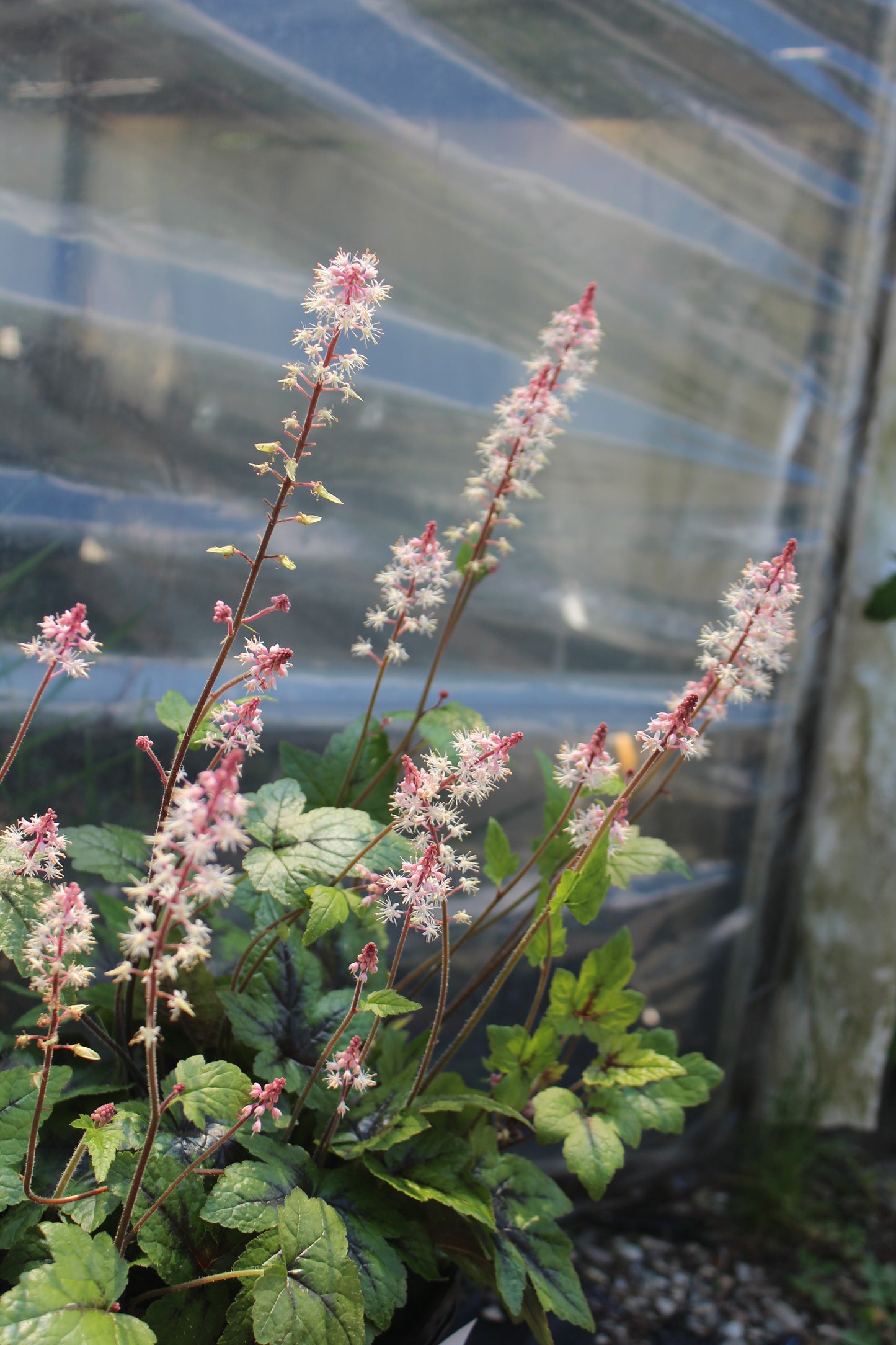 Tiarella Sugar & Spice 1g