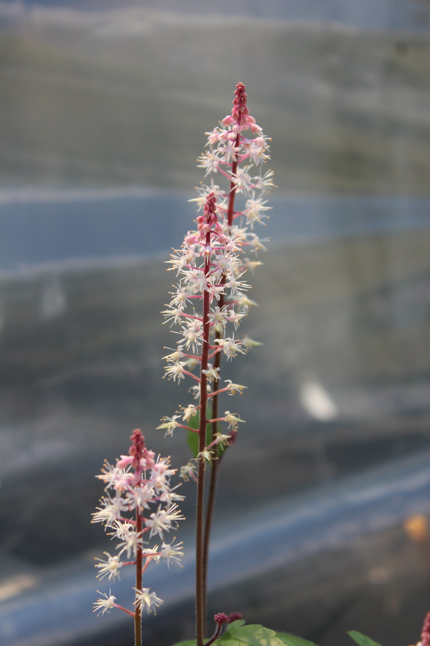 Tiarella Sugar & Spice 1g