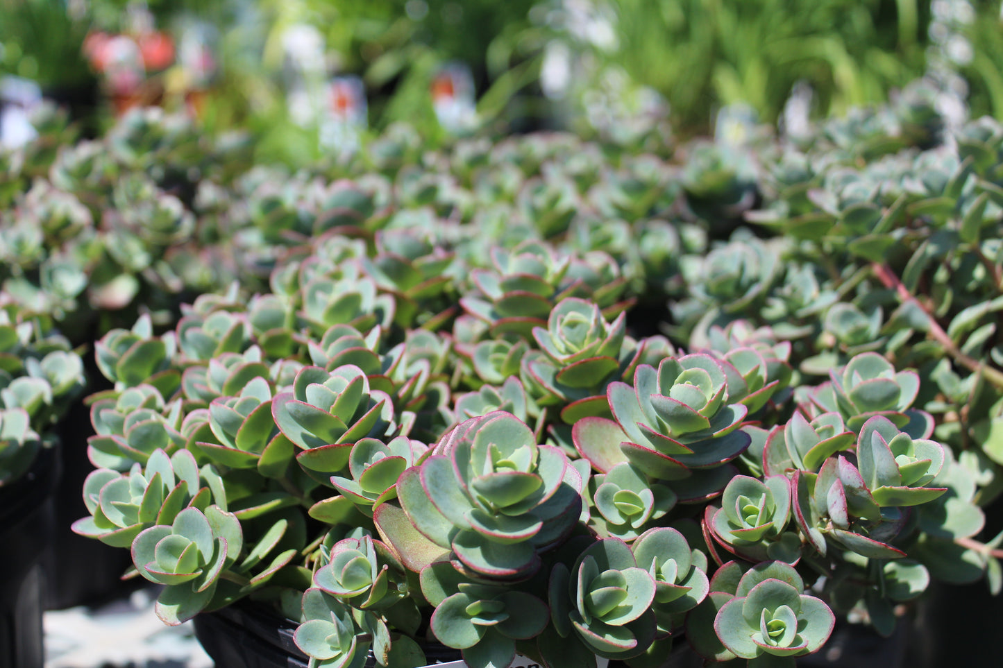 Sedum Lime Zinger