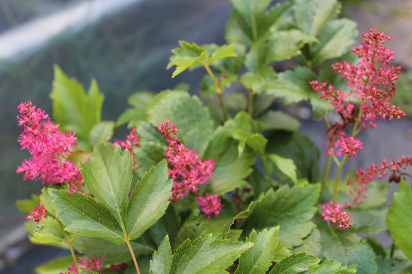 Astilbe Younique Ruby Red 1g