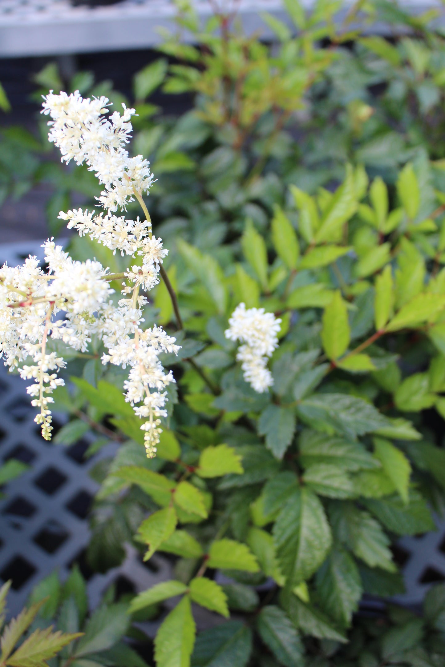 Astilbe Deutschland 1g