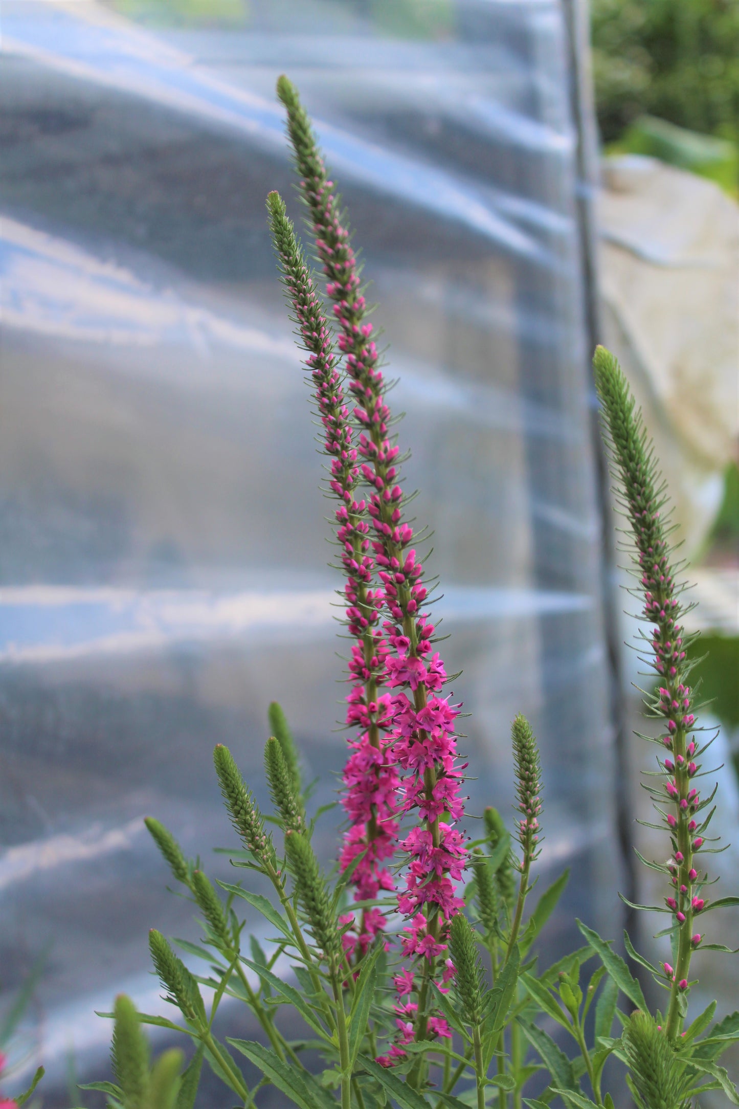 Veronica spicata Red Fox 1g