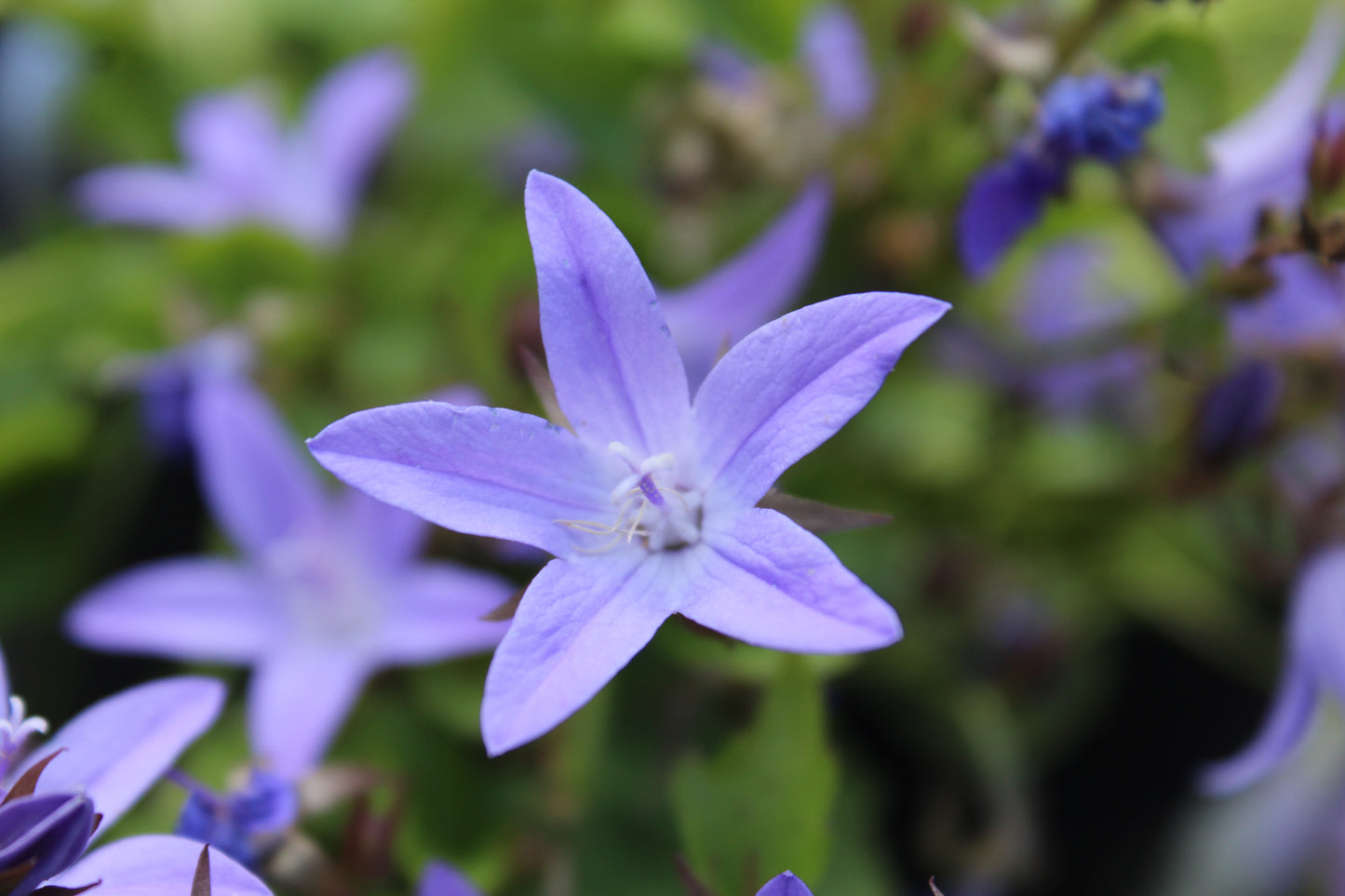 Campanula Blue Waterfall 1g