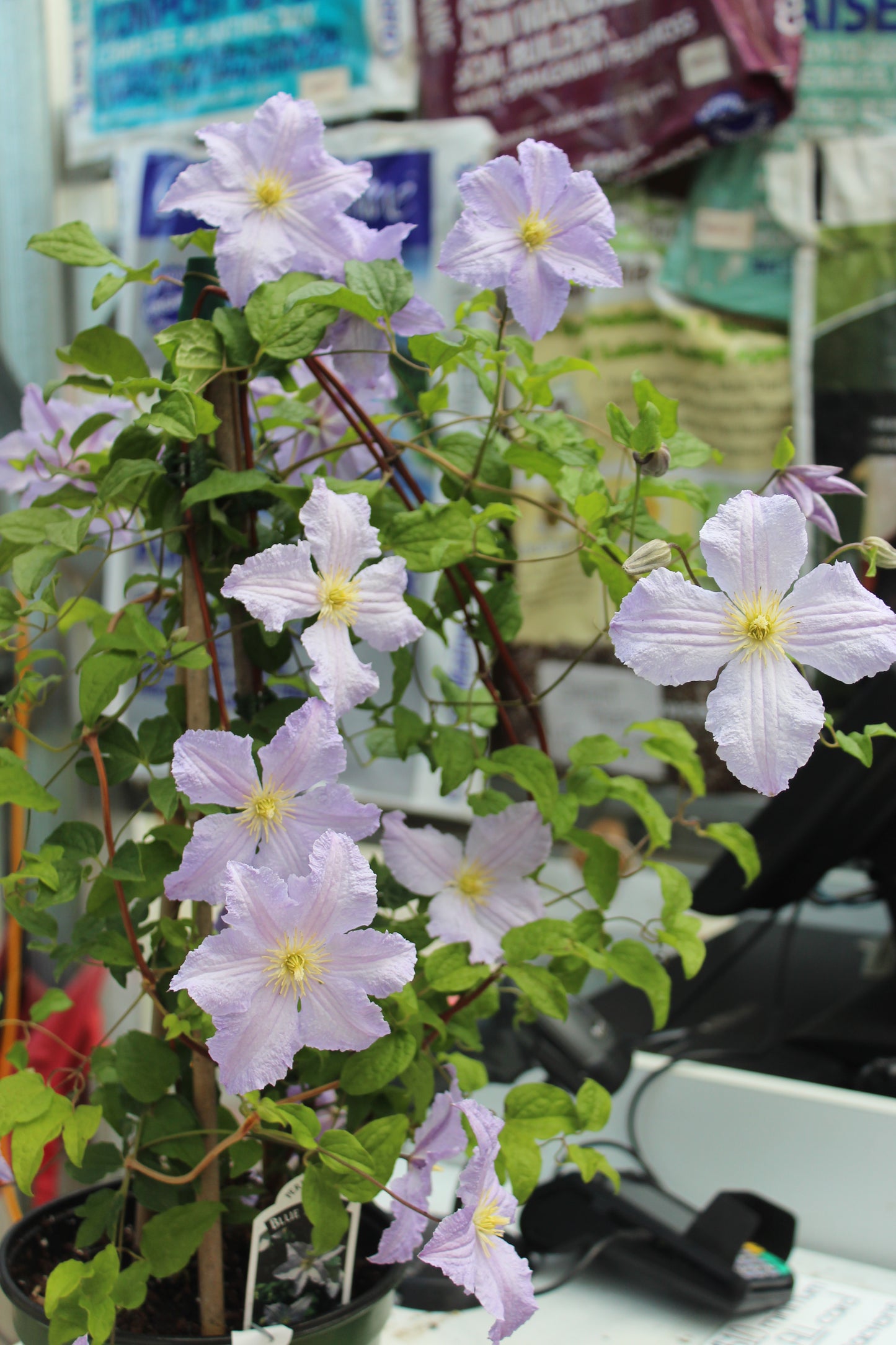 CLEMATIS Blue Angel 1g