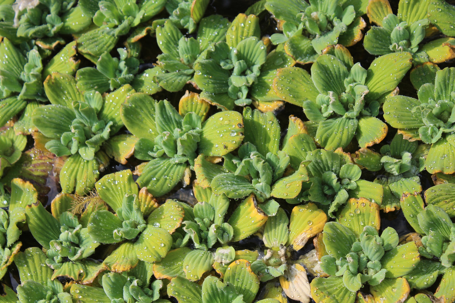 Pistia Stratiodes (water lettuce)