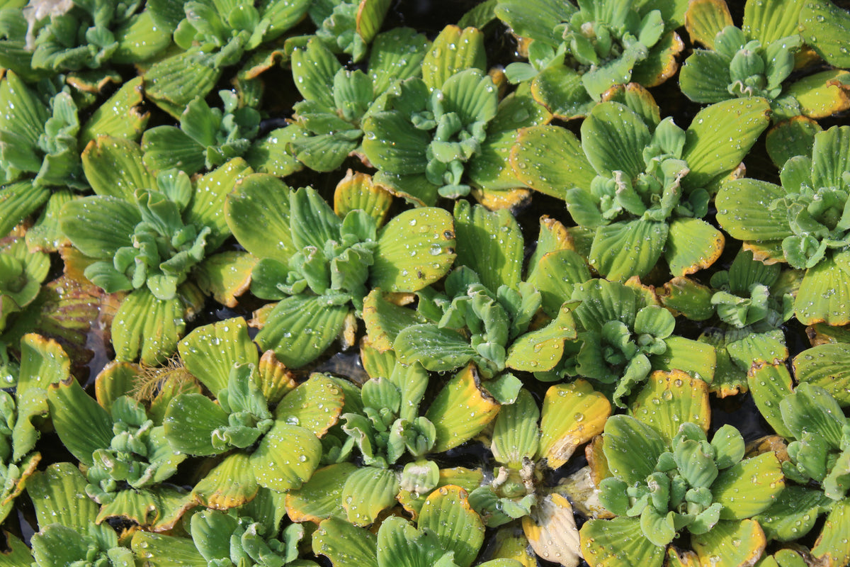 Pistia Stratiodes (water lettuce)