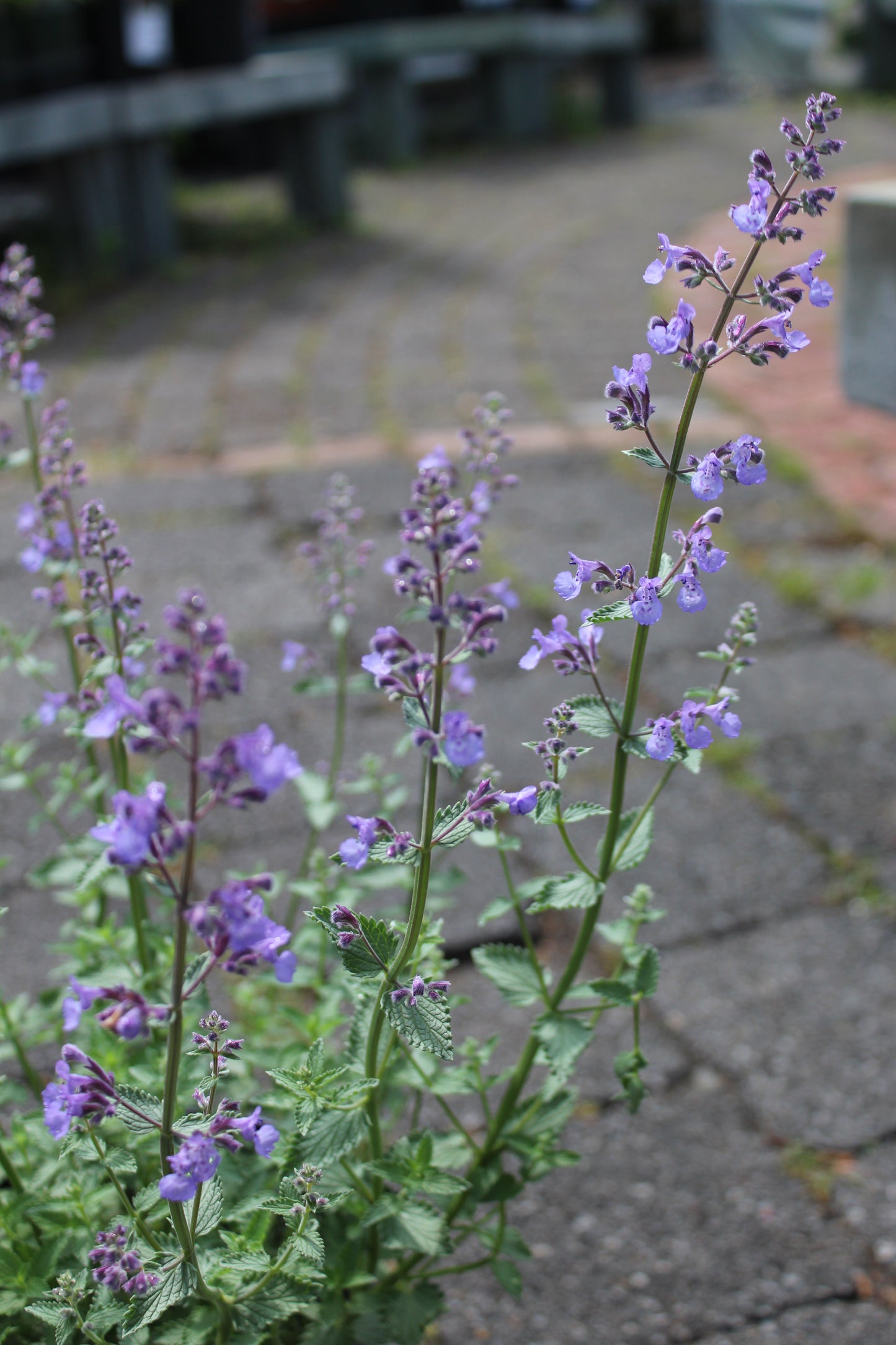 Nepeta Junior Walker