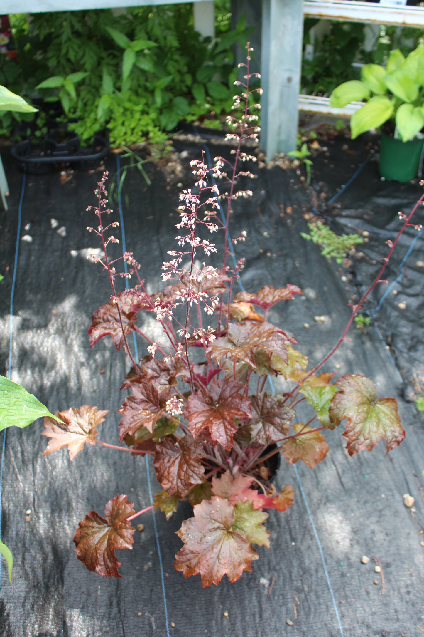 Heuchera Palace Purple