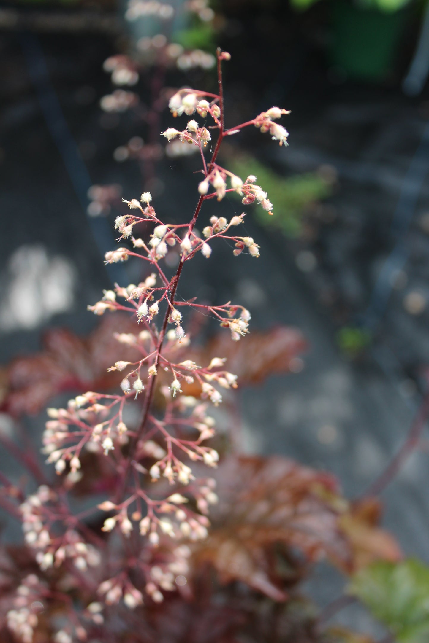 Heuchera Palace Purple