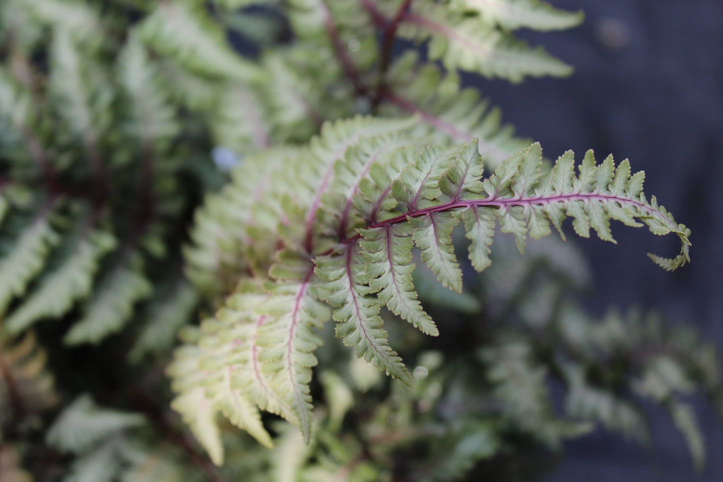 ATHYRIUM niponicum Regal Red 1g