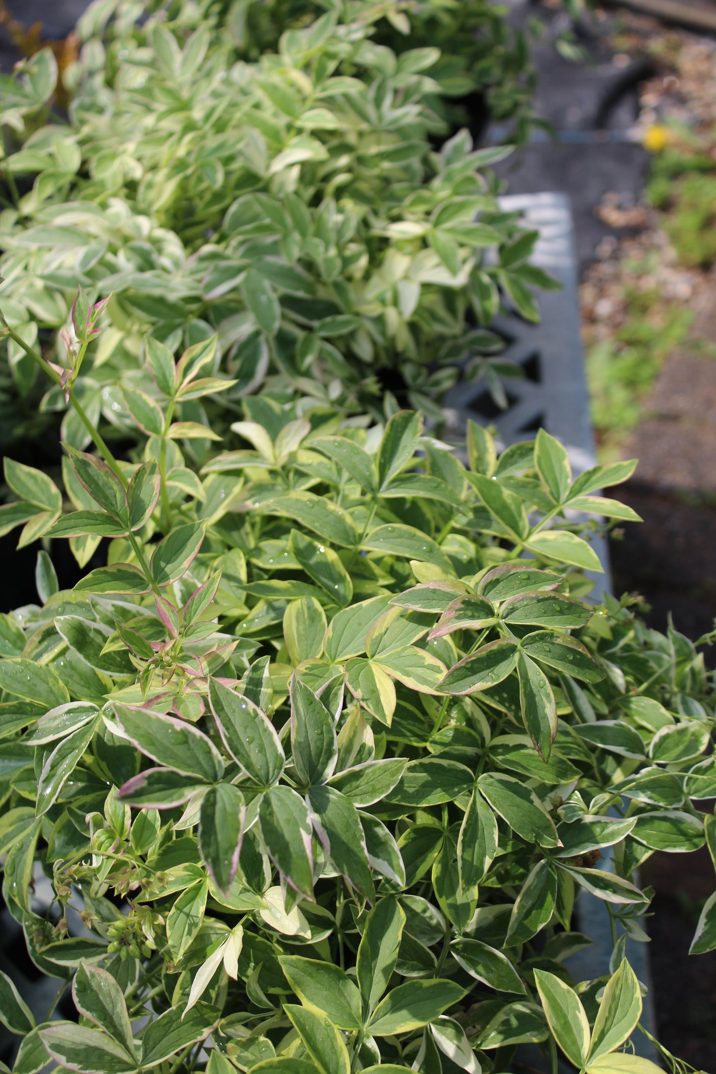 Polemonium Stairway Heaven 1g