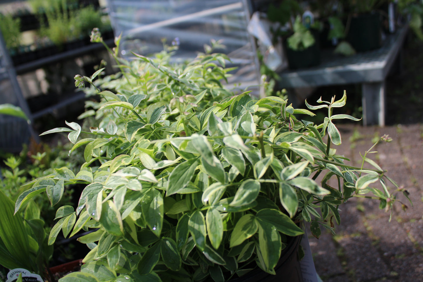 Polemonium Stairway Heaven 1g